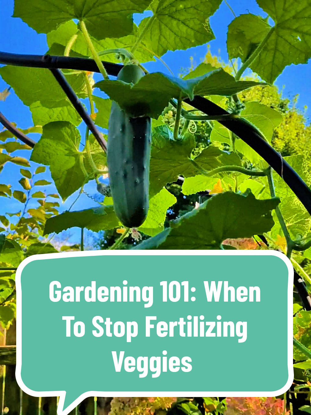 @The Plantiful Gardener