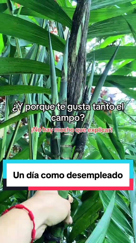 @Mar Boss Farmer