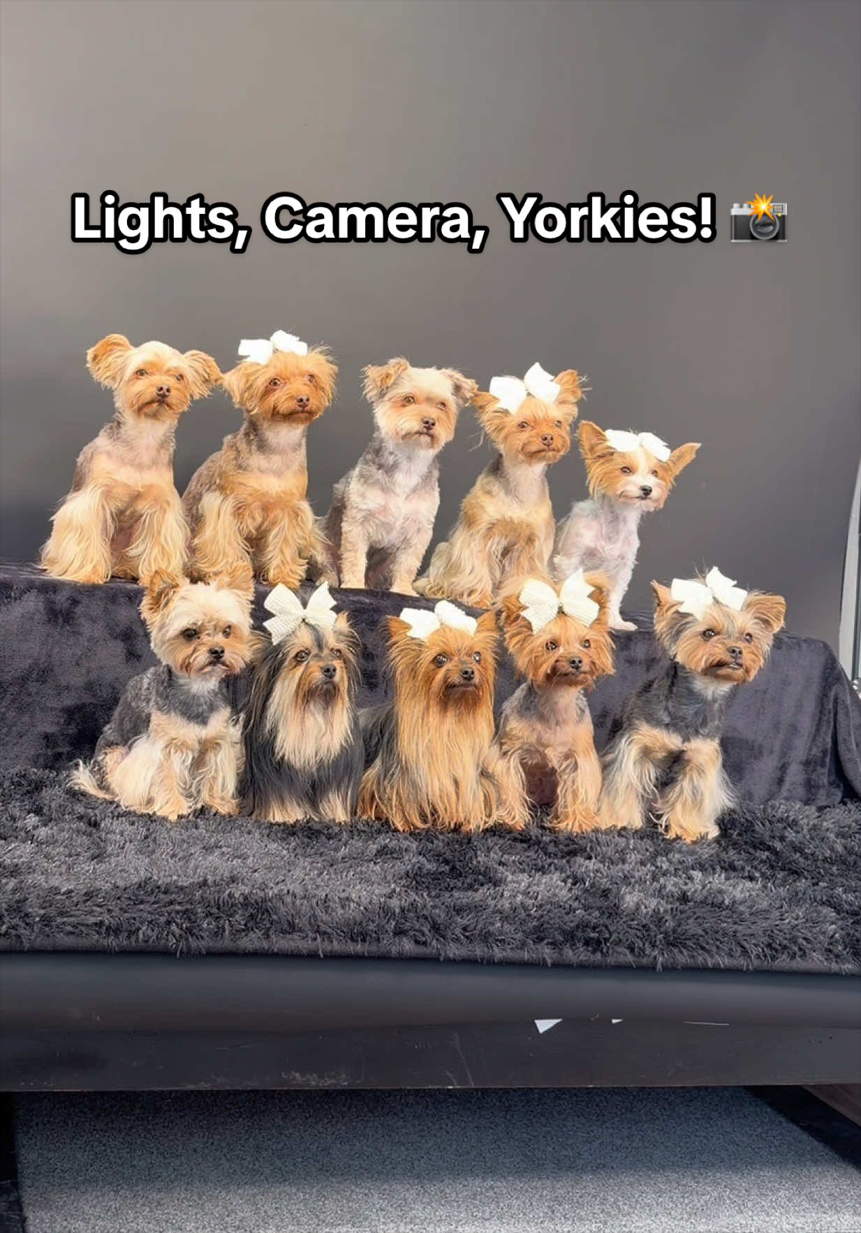 @The Utah Yorkies