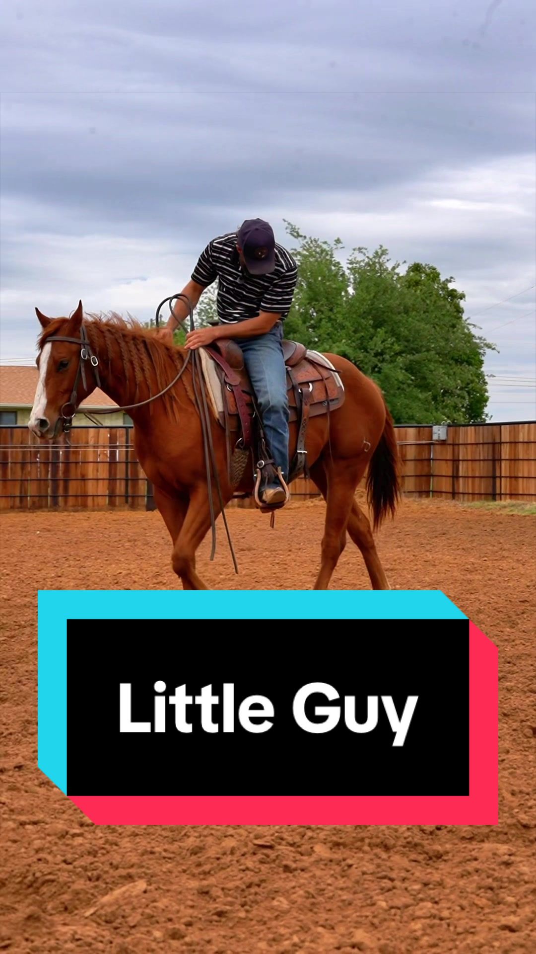 @WS Horses