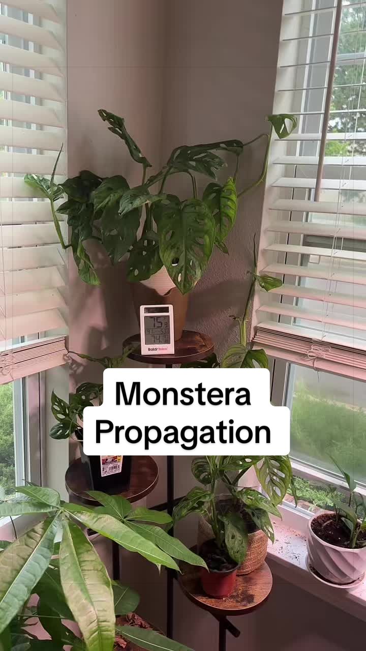 @greengirlgardens