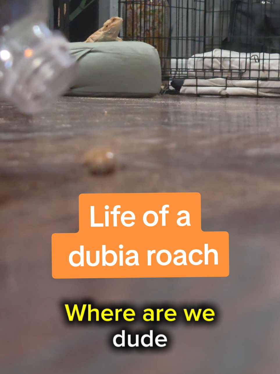 @Dubia Dude
