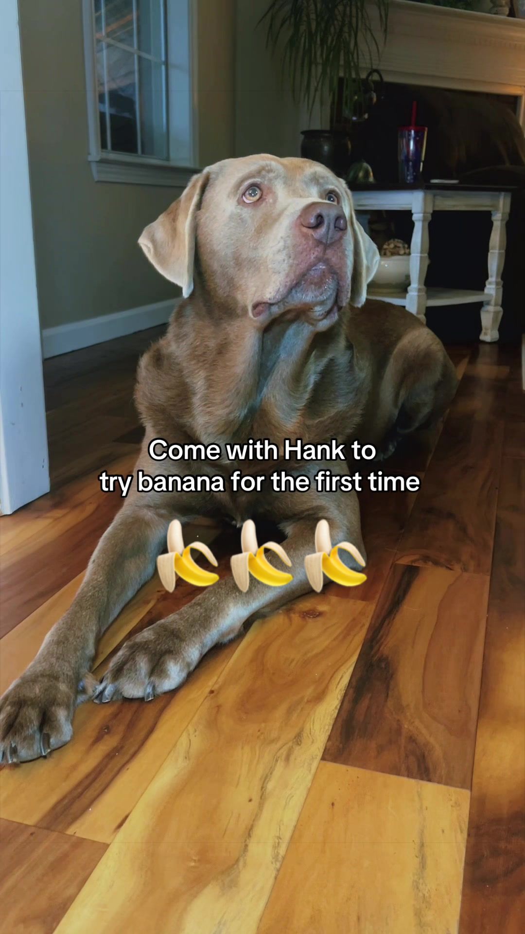 @Hank the Tank | Silver Lab 🩶