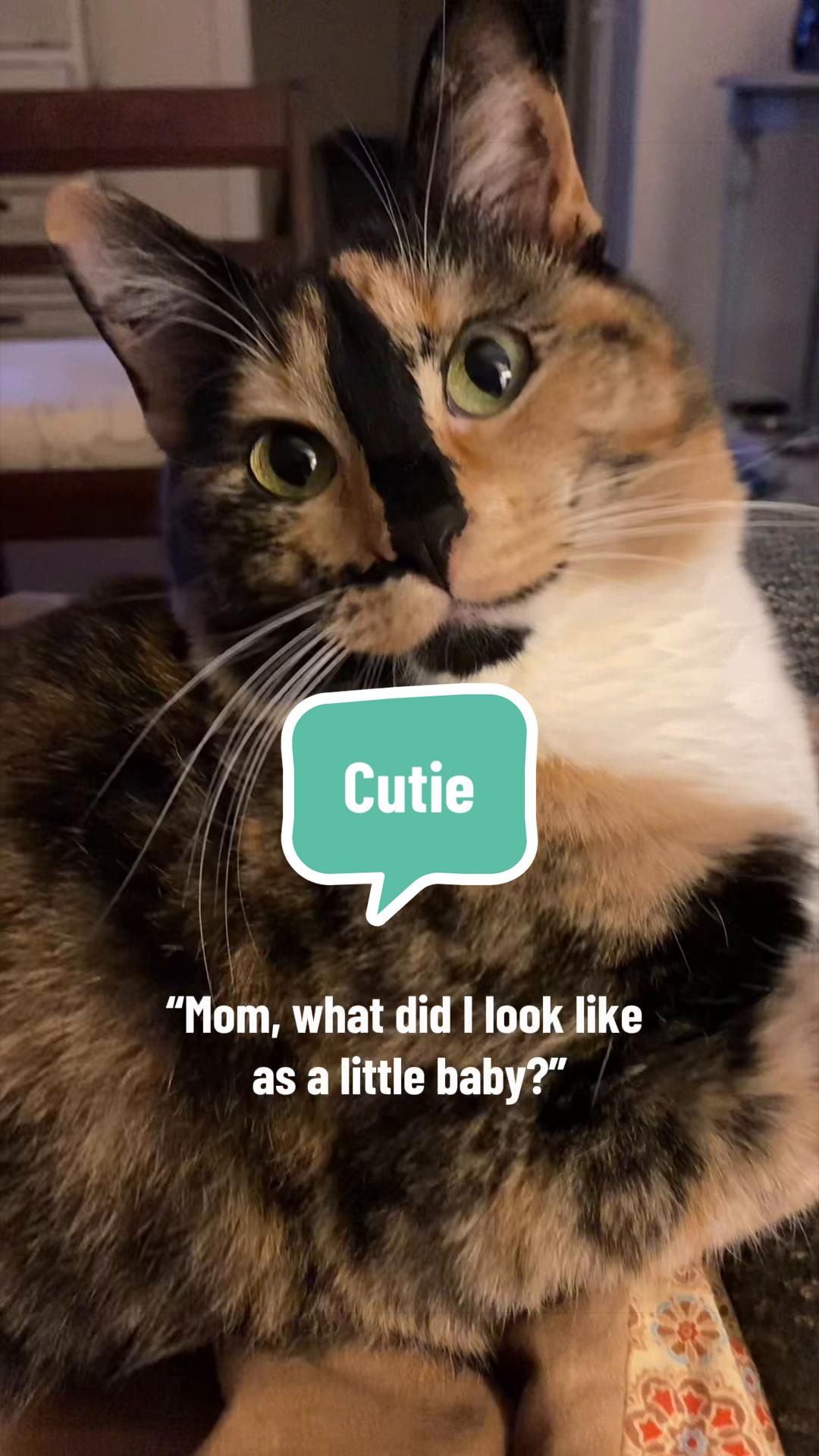 @SnickersTheSmilingCat