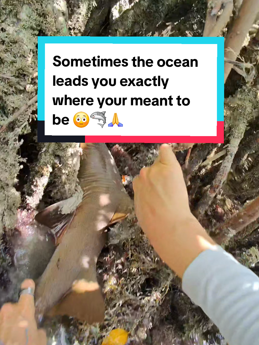 @Yogi.backpack Ocean Lover