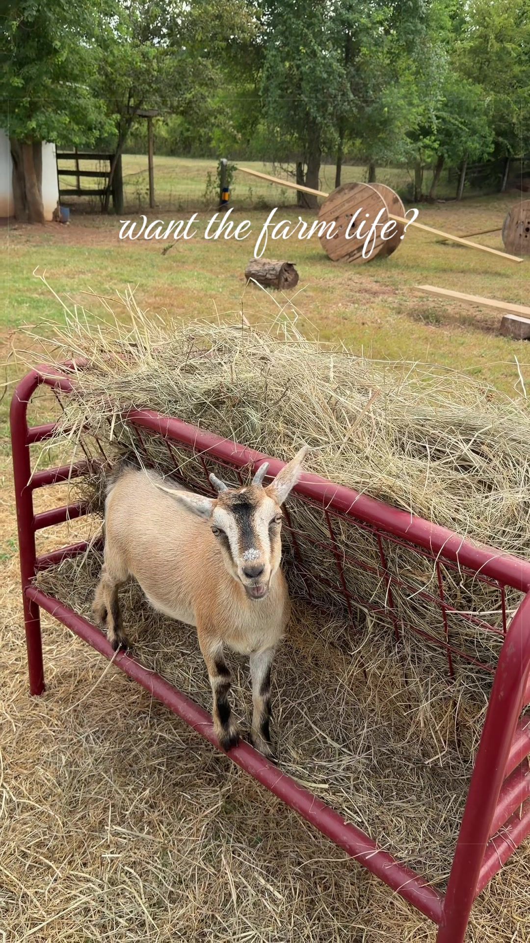 @meg’s mini farm