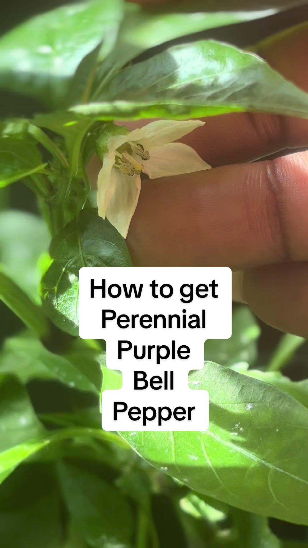 @greengirlgardens