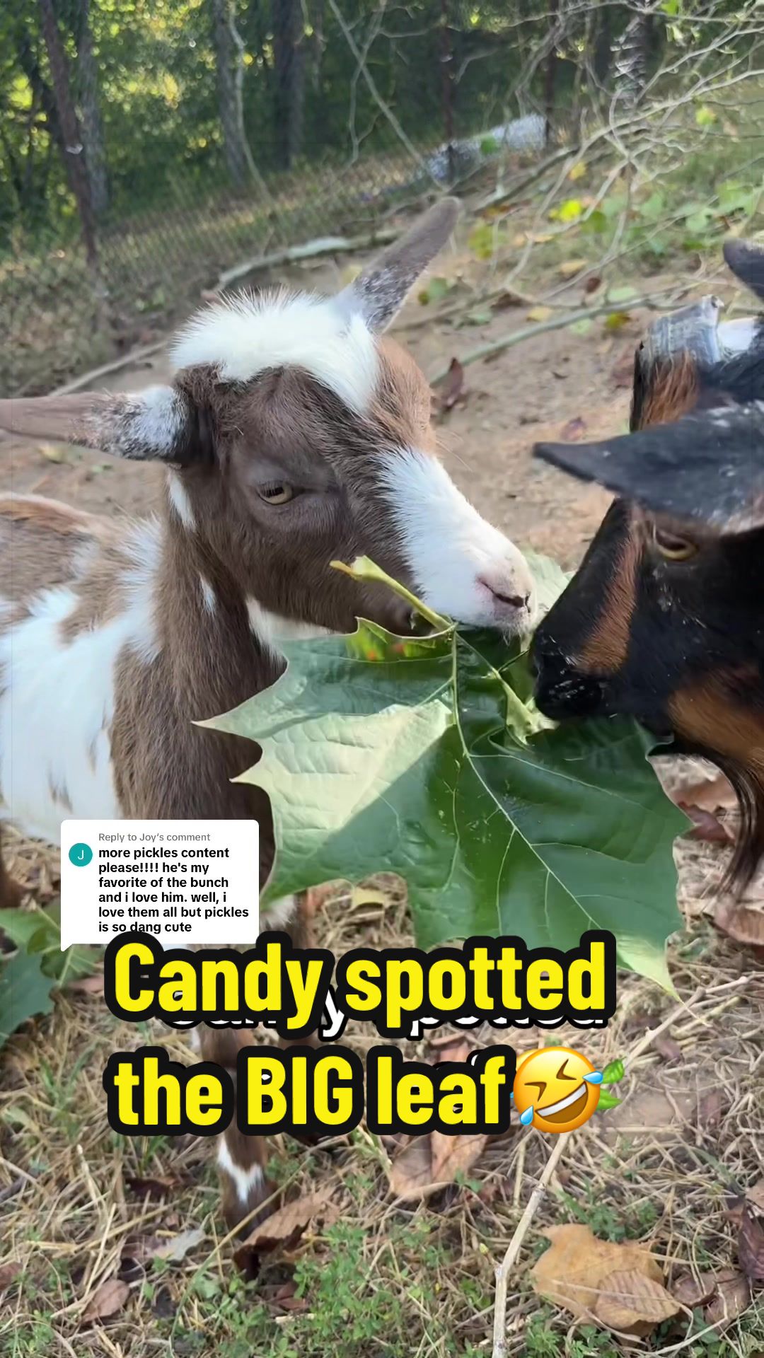 @KidsOnKerth 🐐 Hannah 💀🎃👻