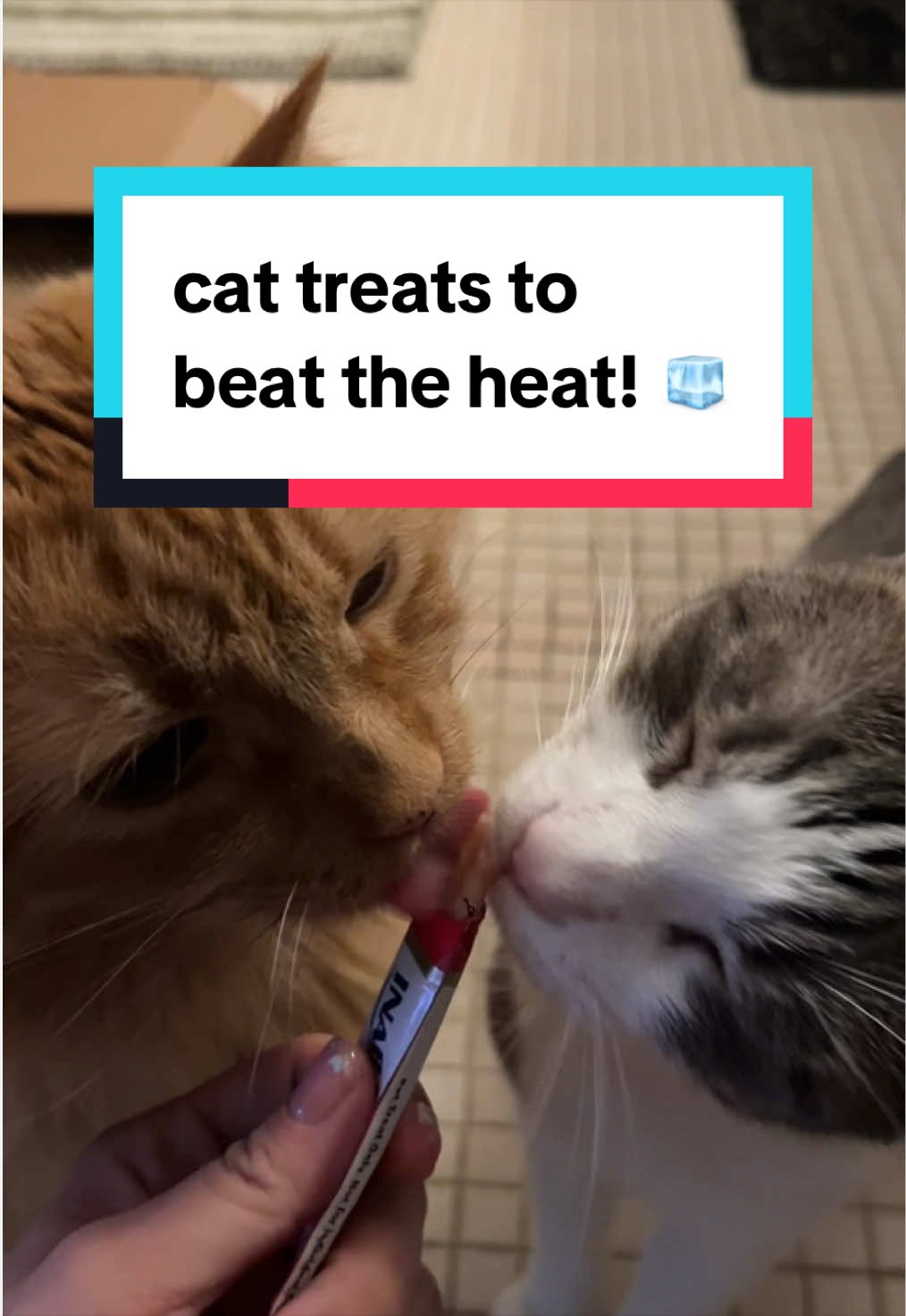 @dipper, jinx, & boogie