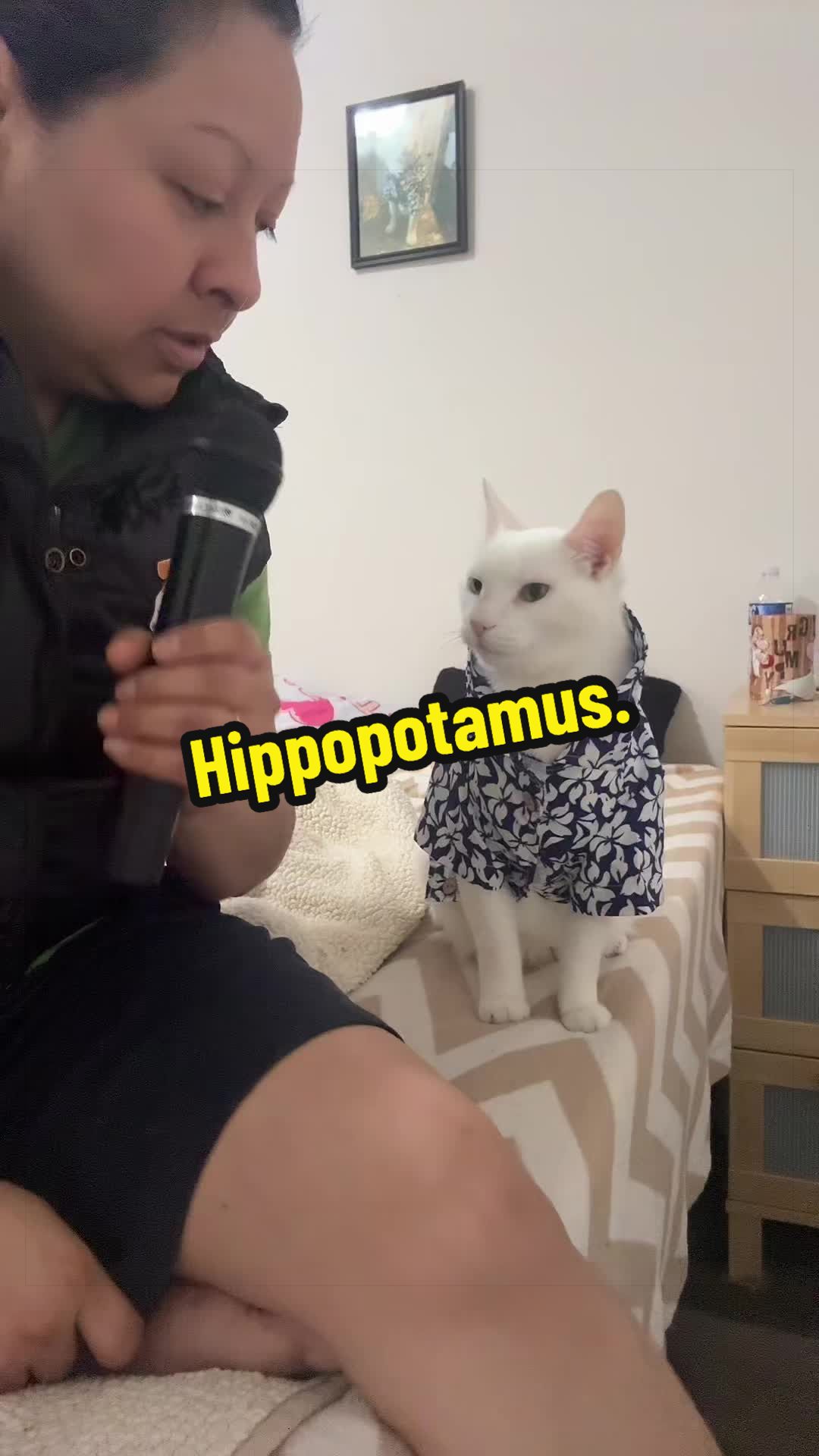 @🦖 MEOWassic CAT😺