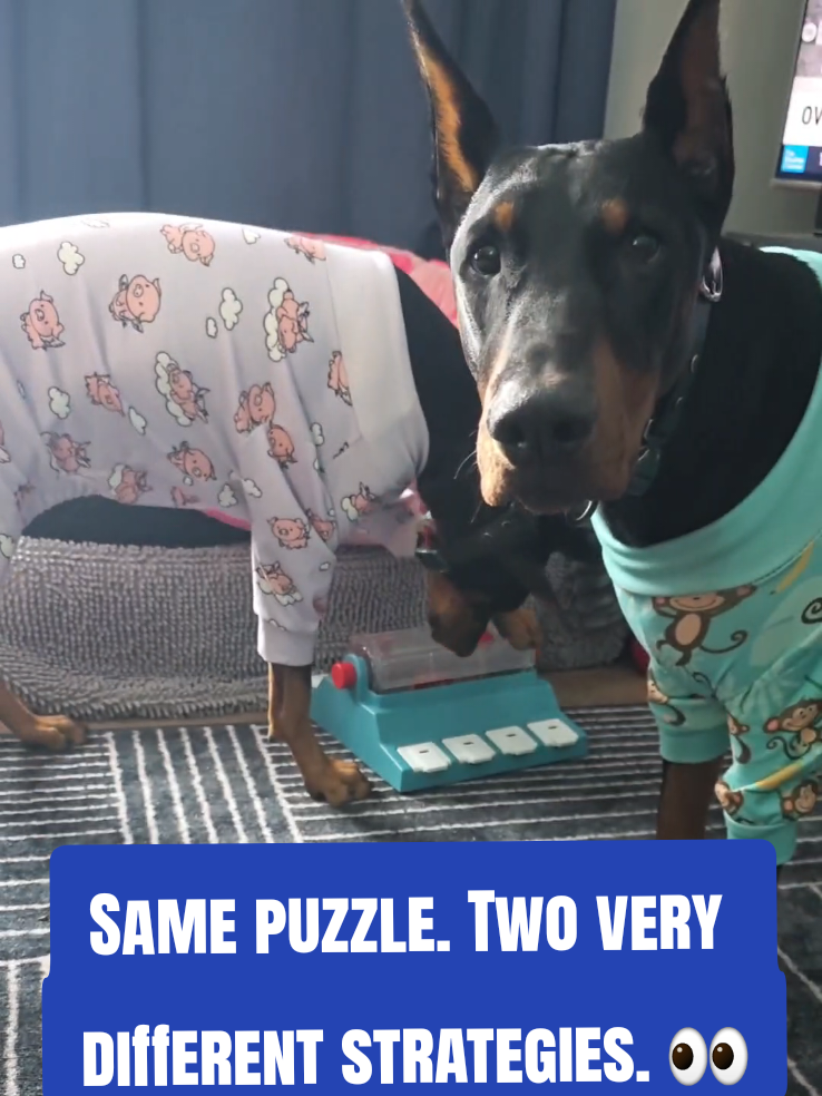 @Dobergoats Cash & Kaia