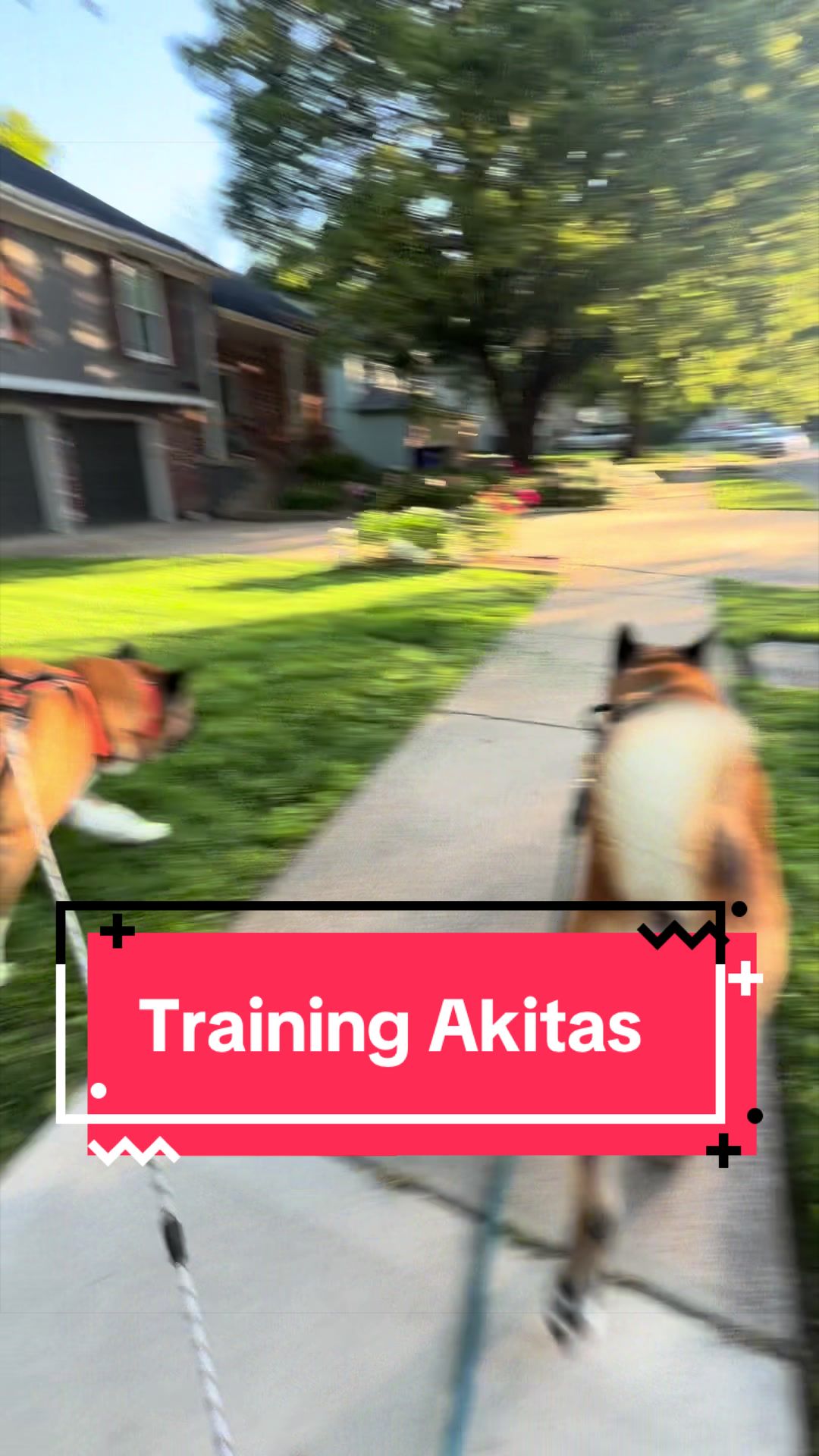 @Akita Brothers