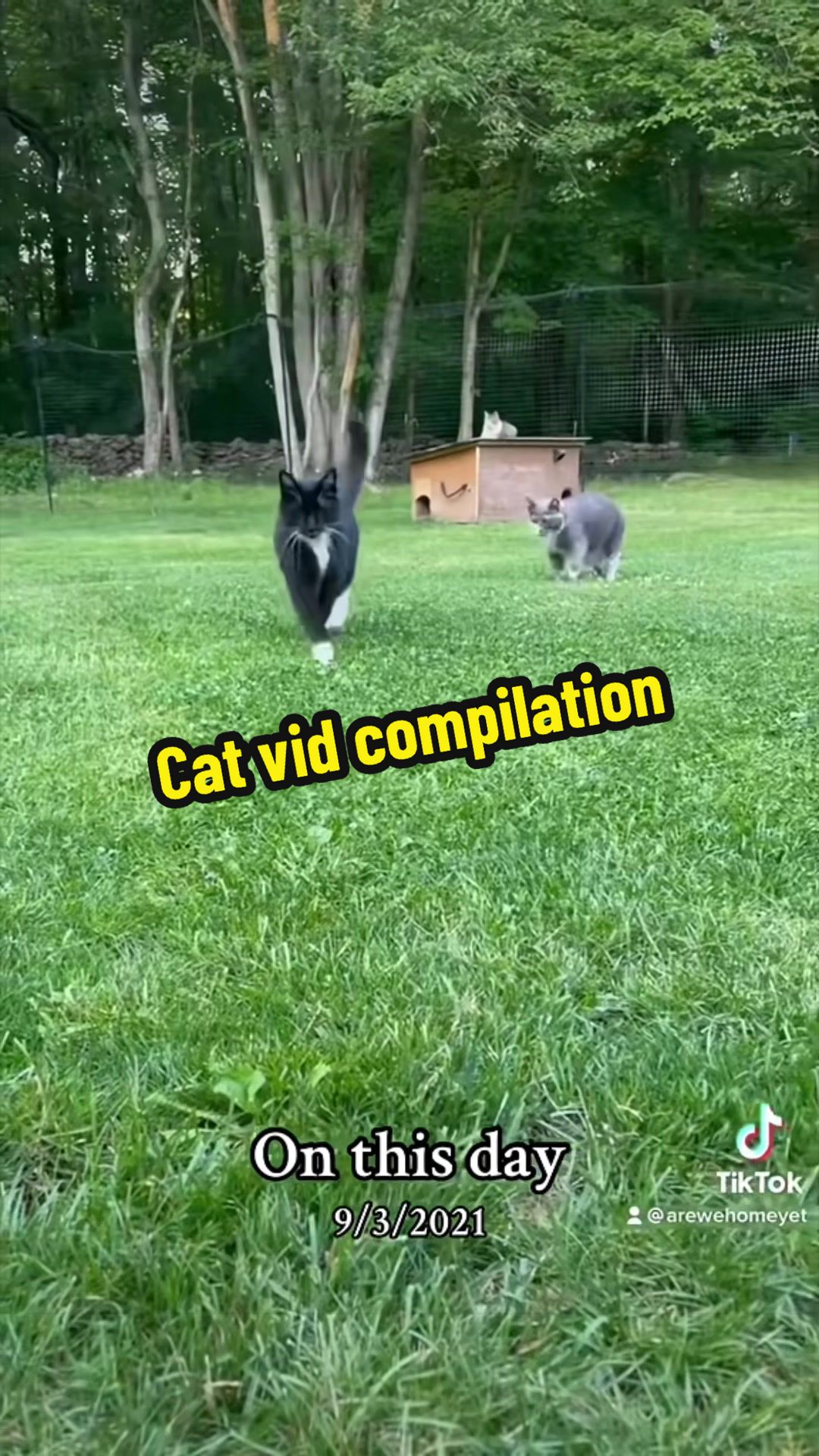 @Are We Home Yet? Cat Sanctuary