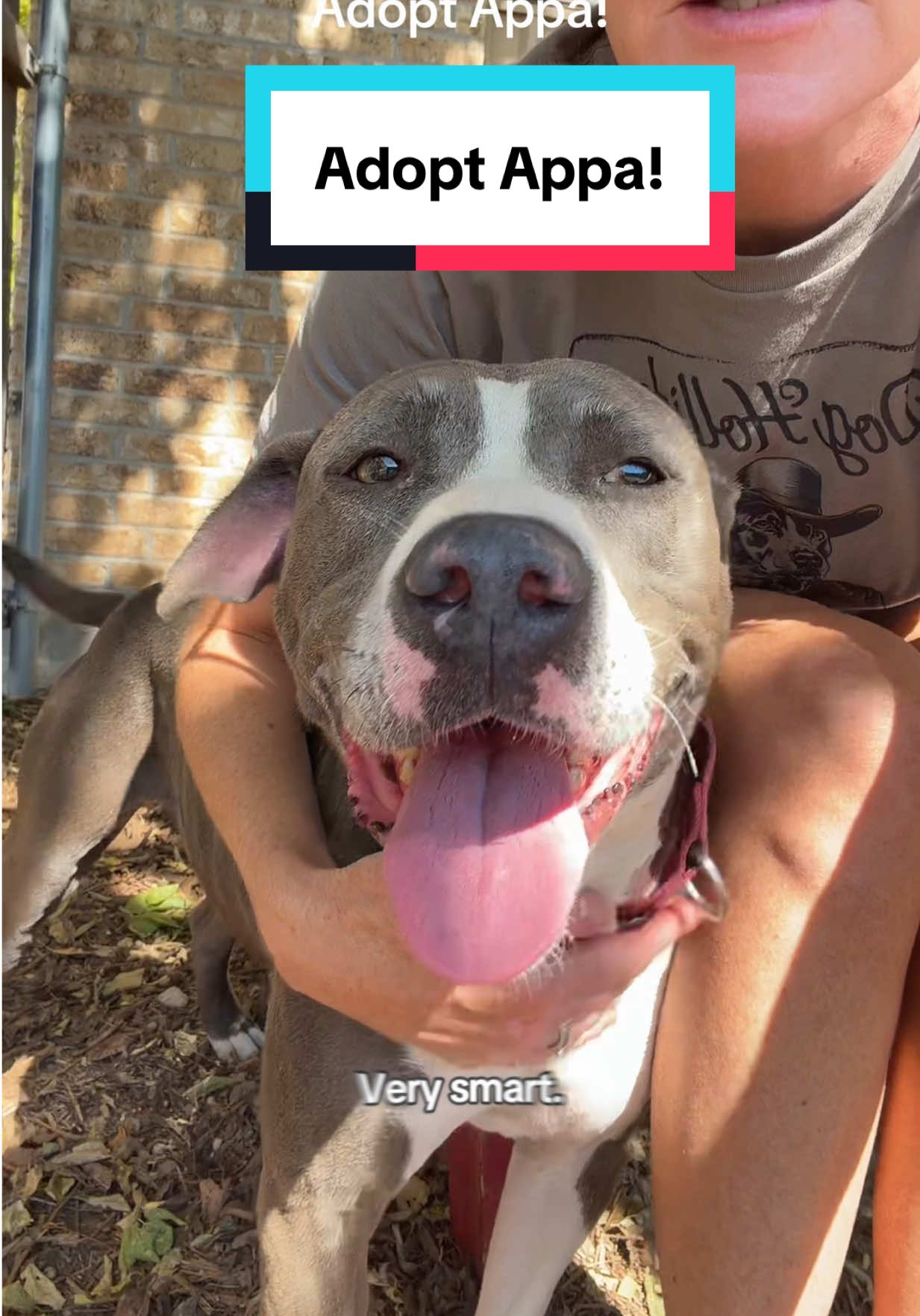 @PAWS Shelter