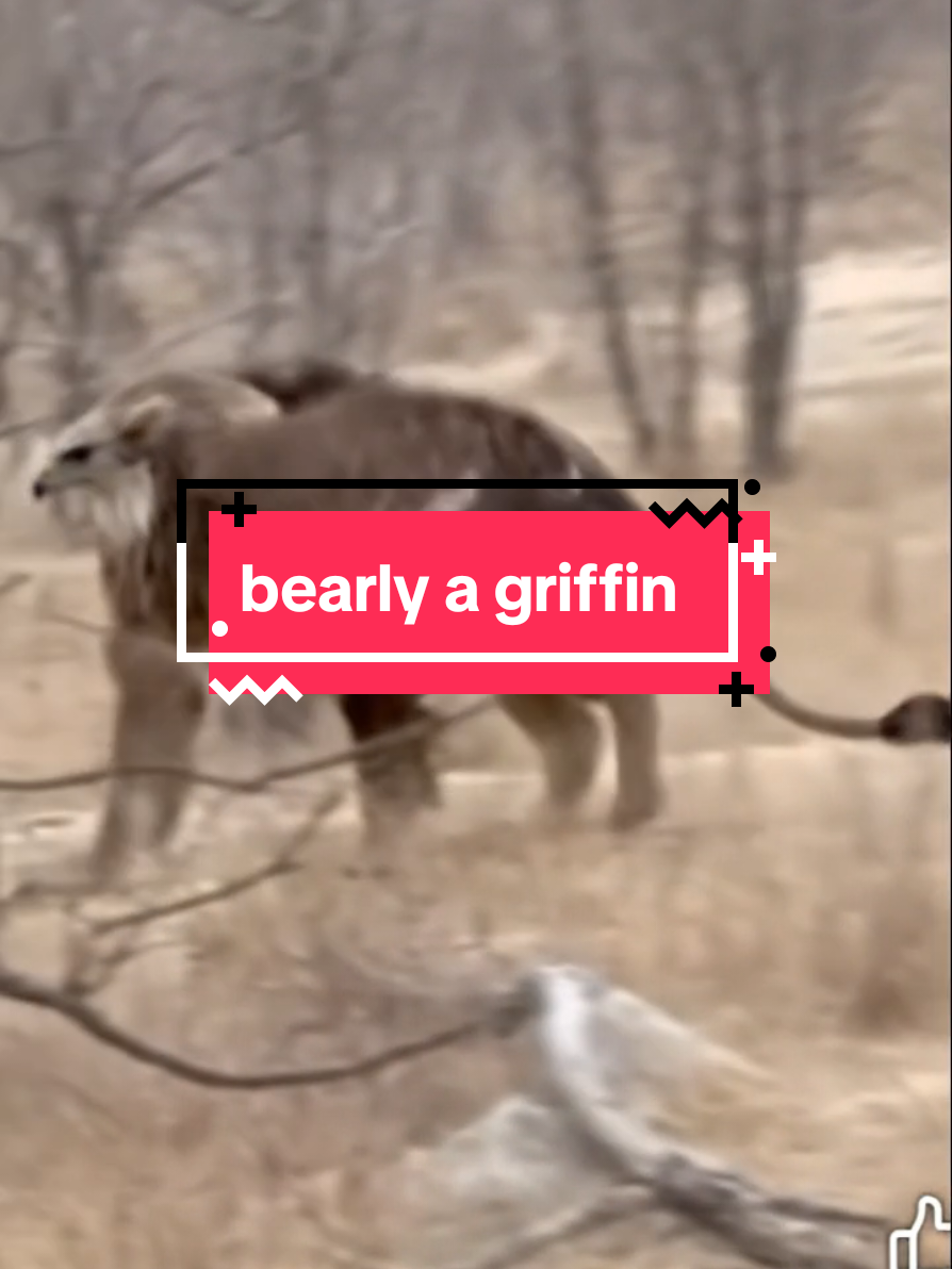 @bearlyconspiracies