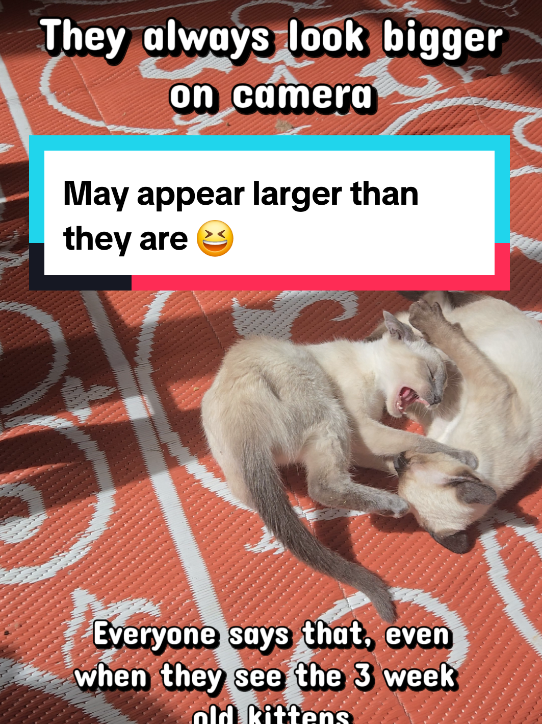 @Brittany's Beauties Kittens