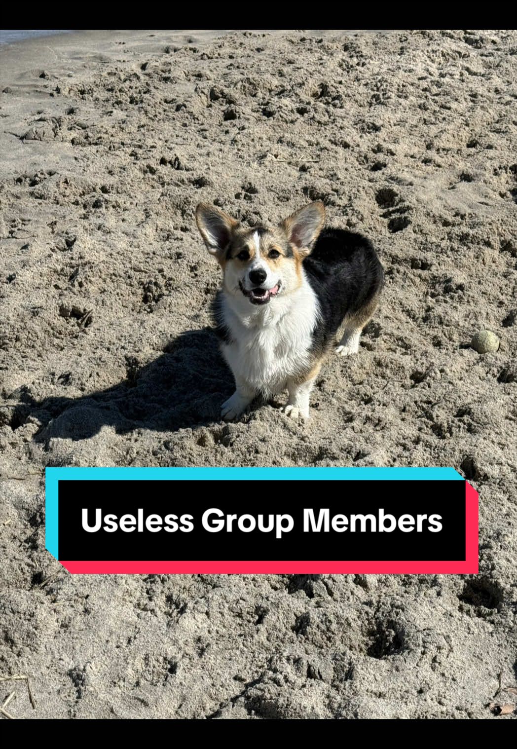@Cannoli the Corgi