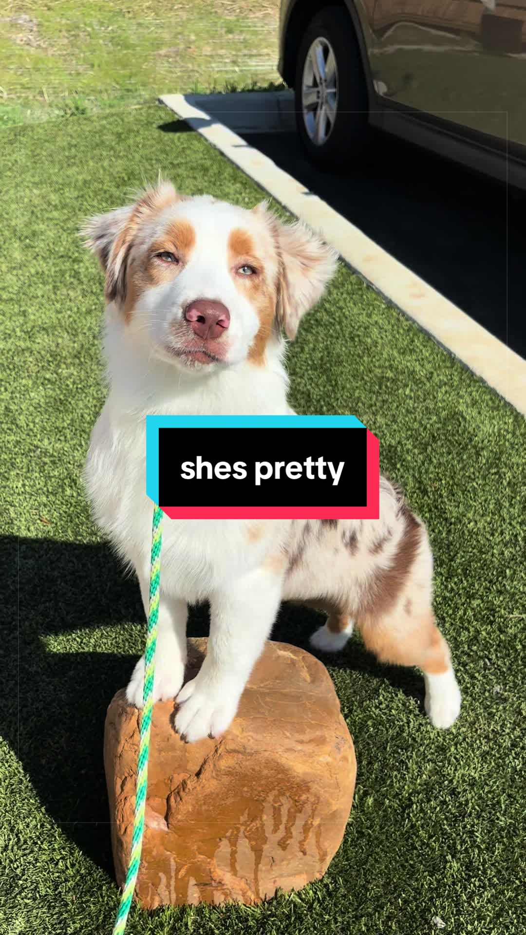 @Beck | Kentucky Dog Trainer