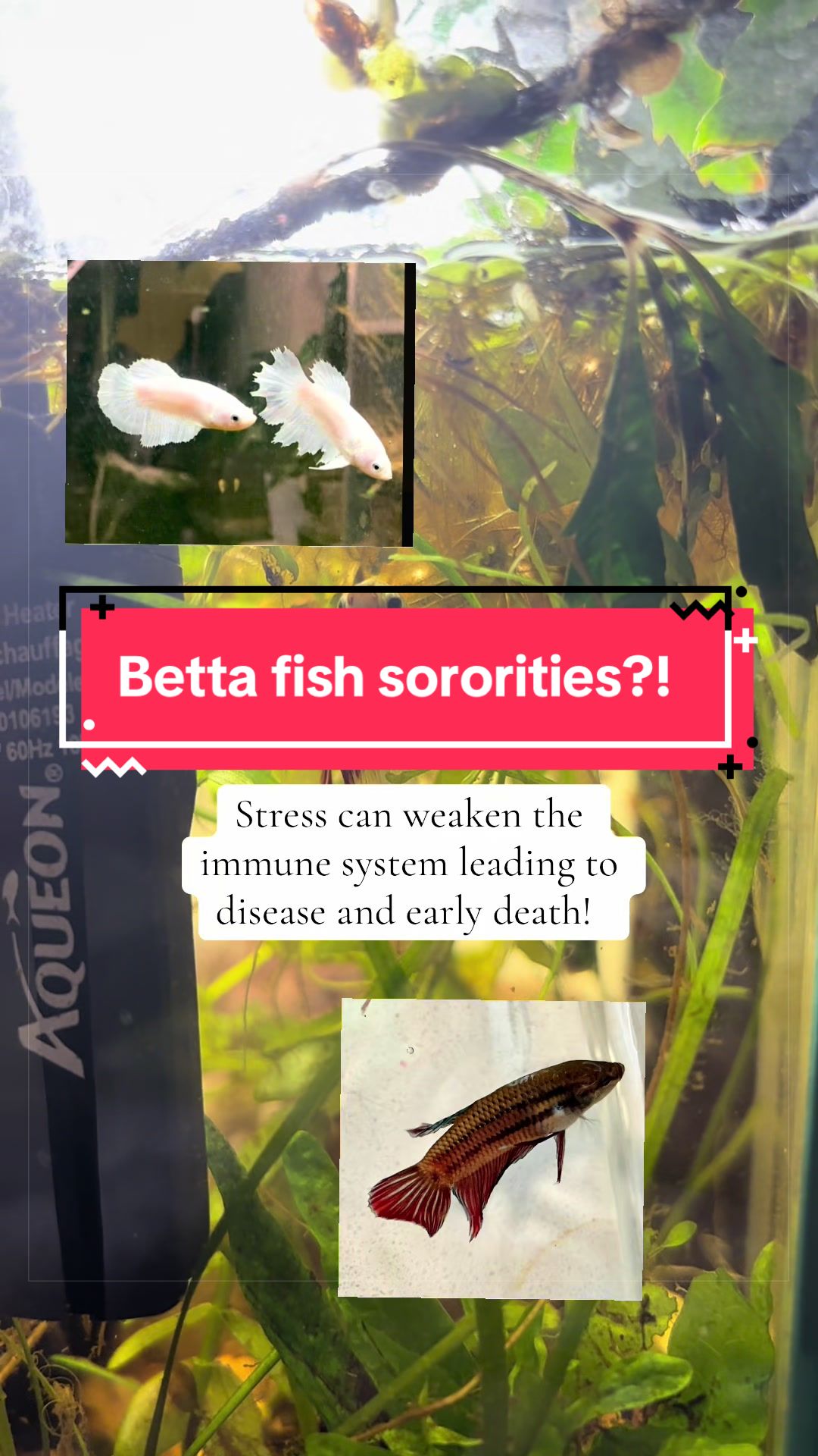@Bettasbloom˚⊱🪷⊰˚