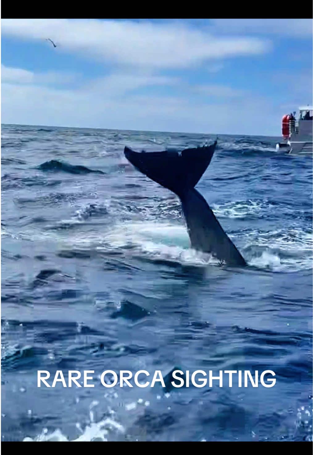 @Adventure Whale Watching