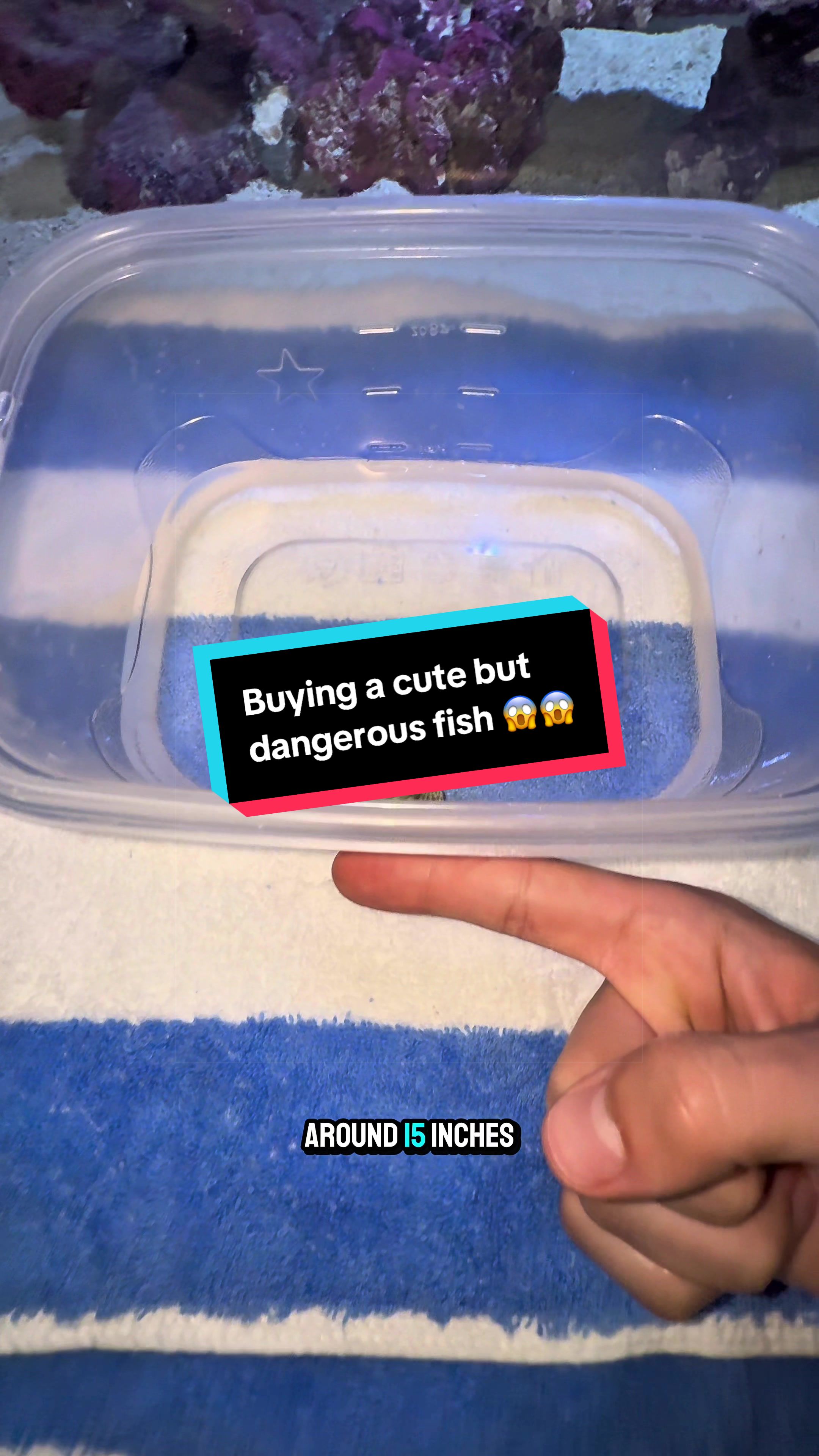 @Massimo&rsquo;s Aquatics
