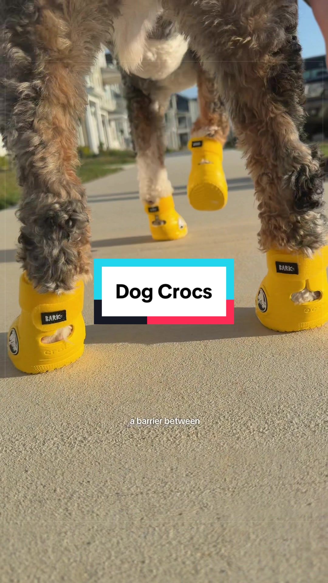 @Archie The Bernedoodle
