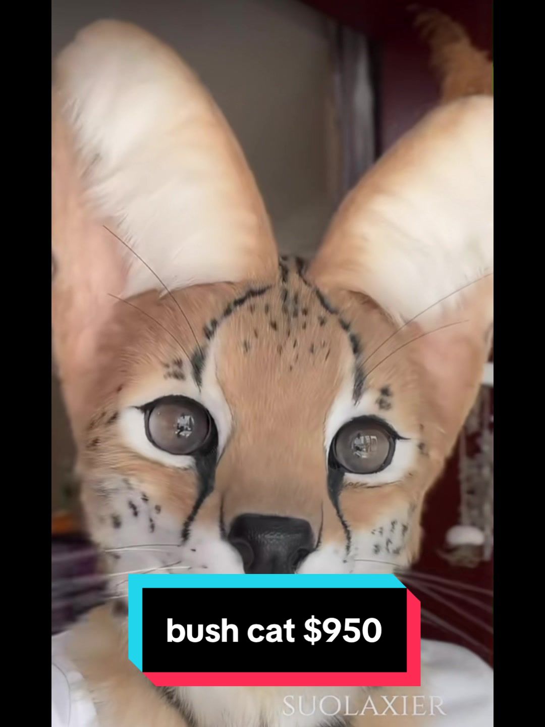 @RealFur