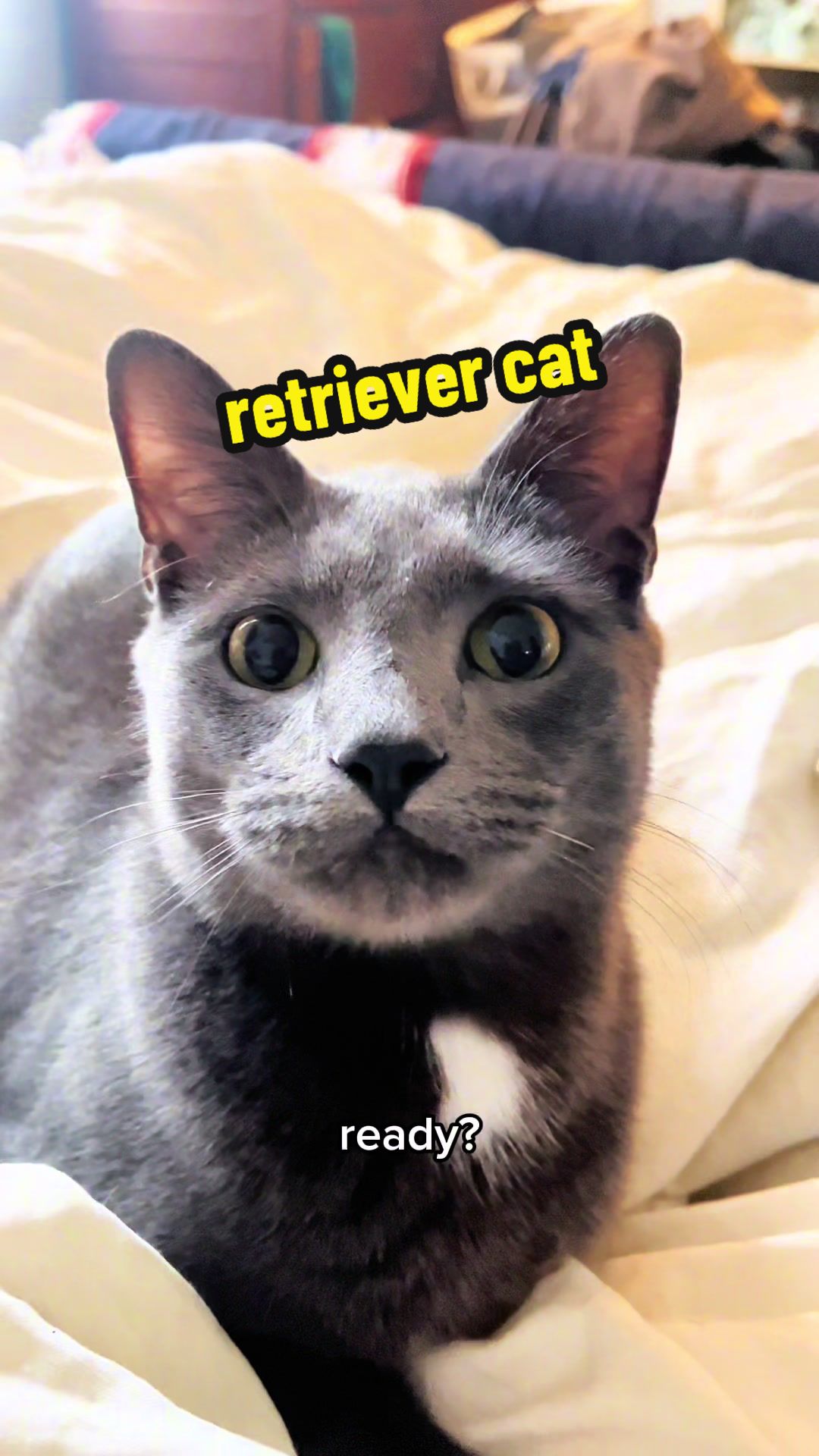 @NermalTCat