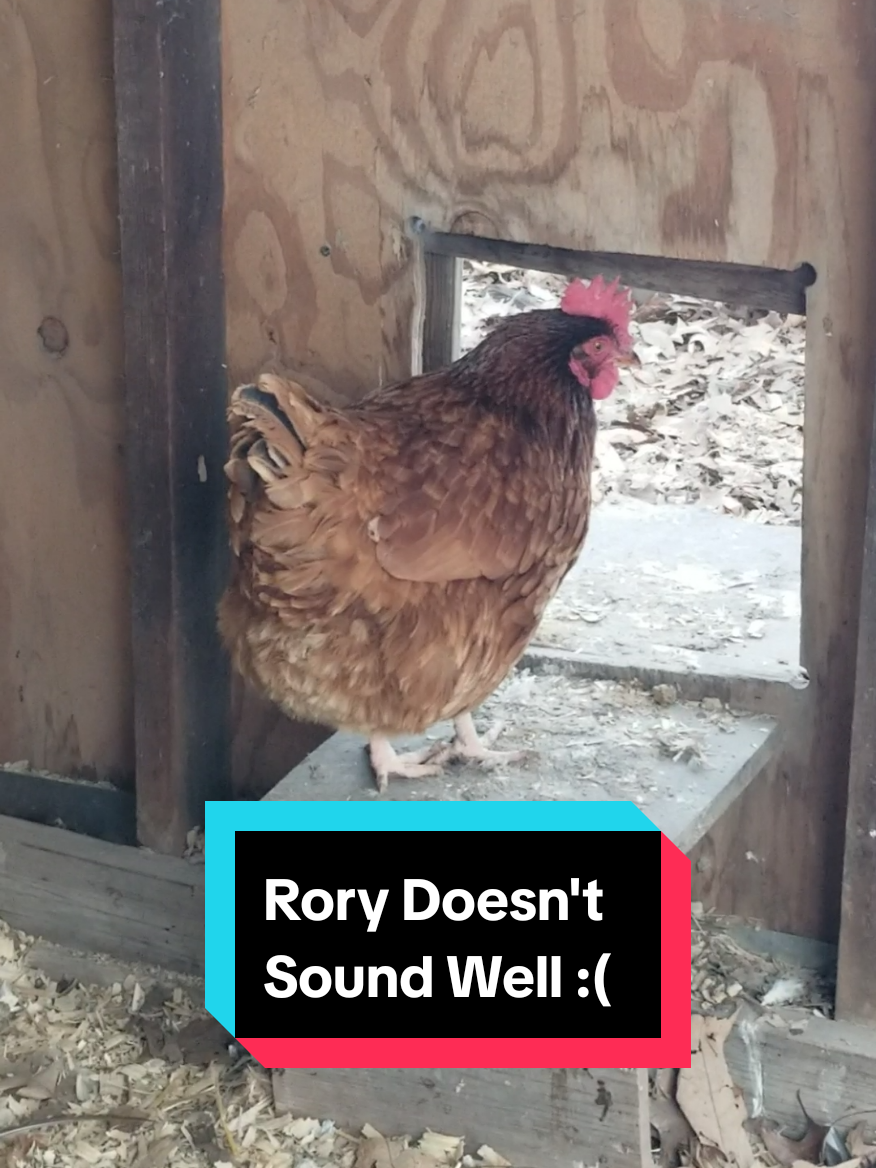 @CityChickenFarm