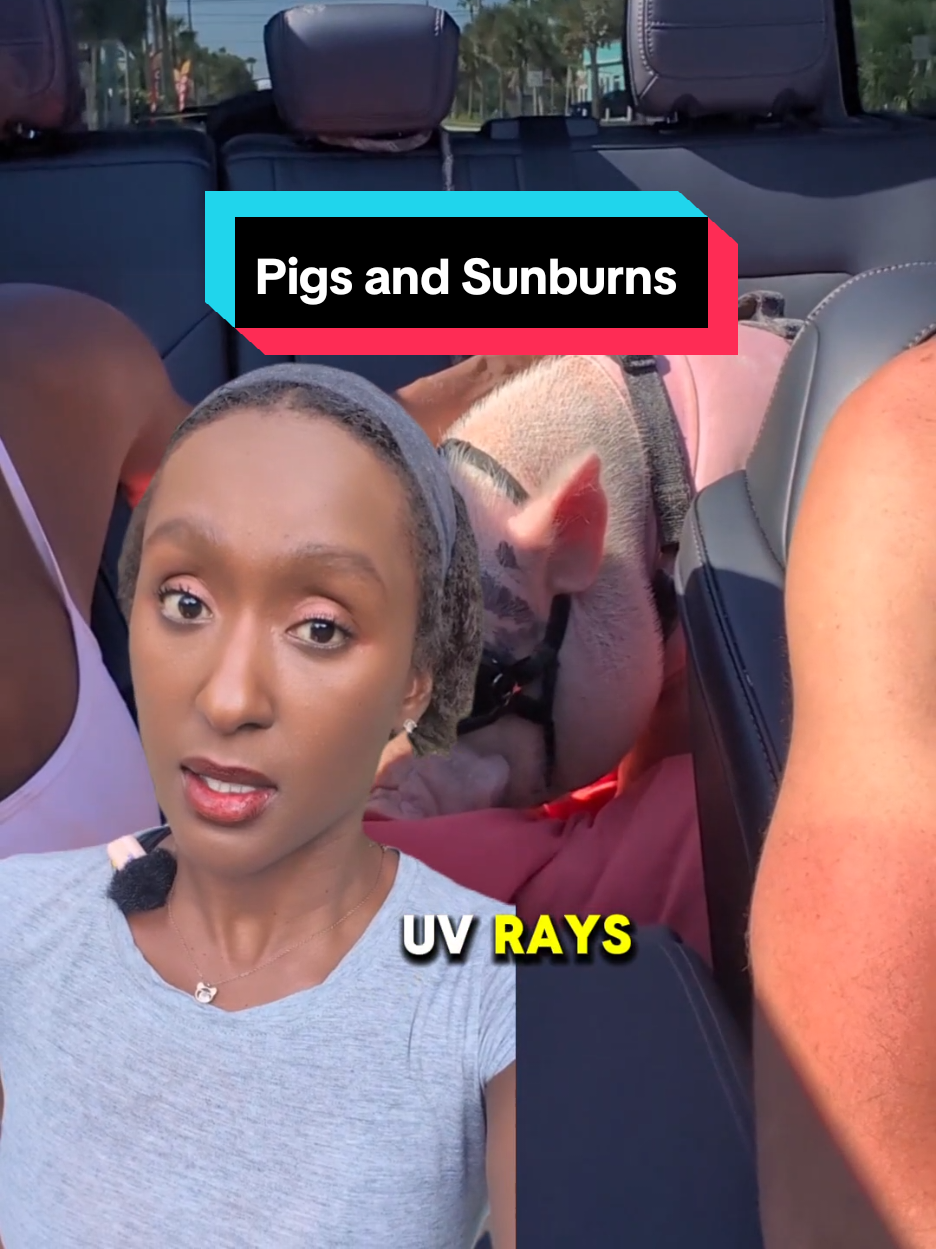 @OnePigHappyFamily