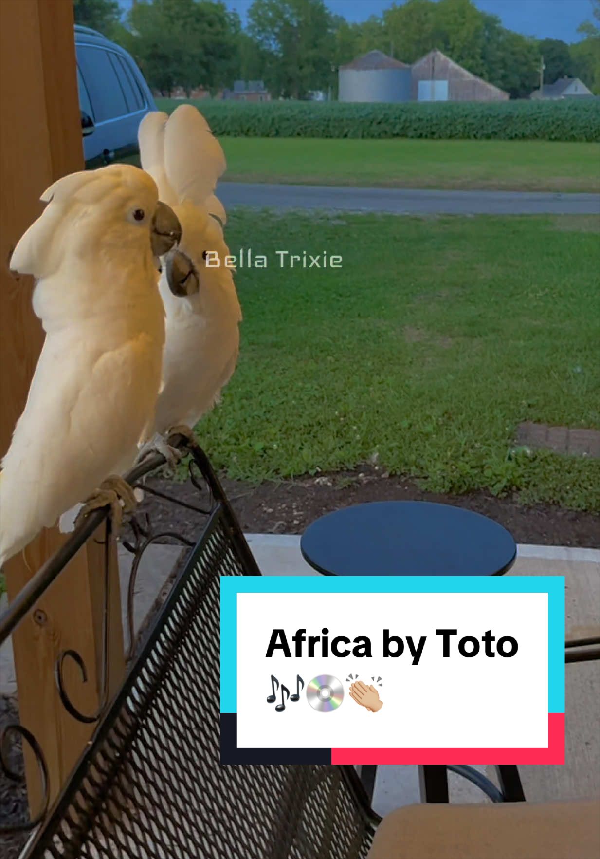 @bella_trixie_party