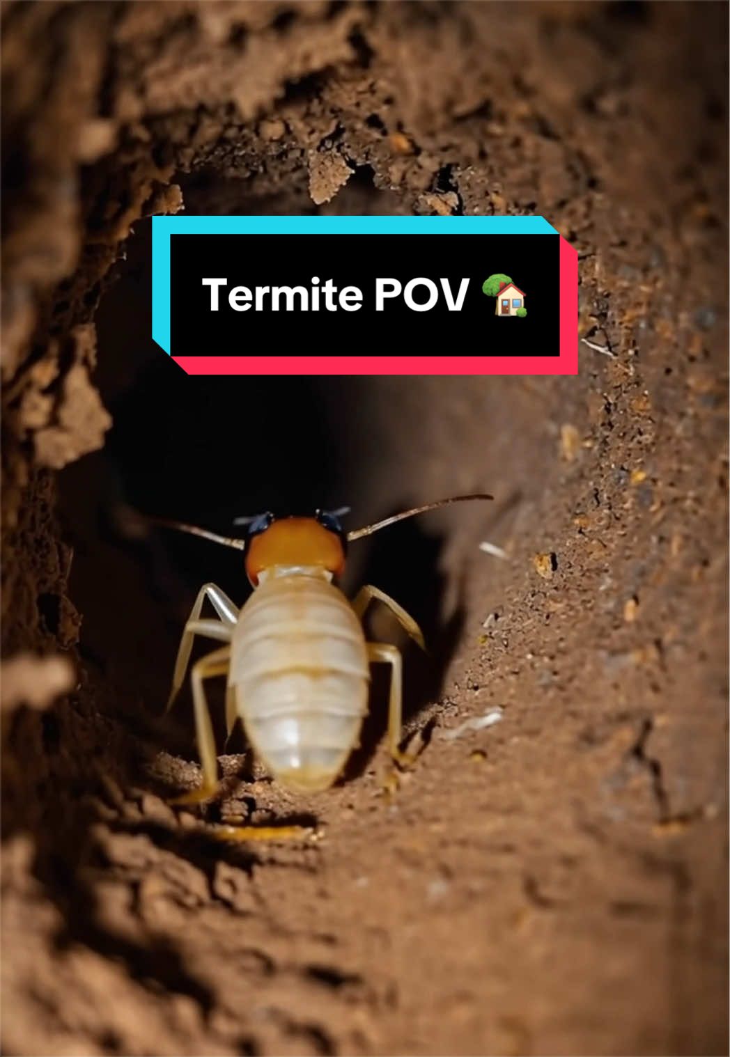 @PestWorld
