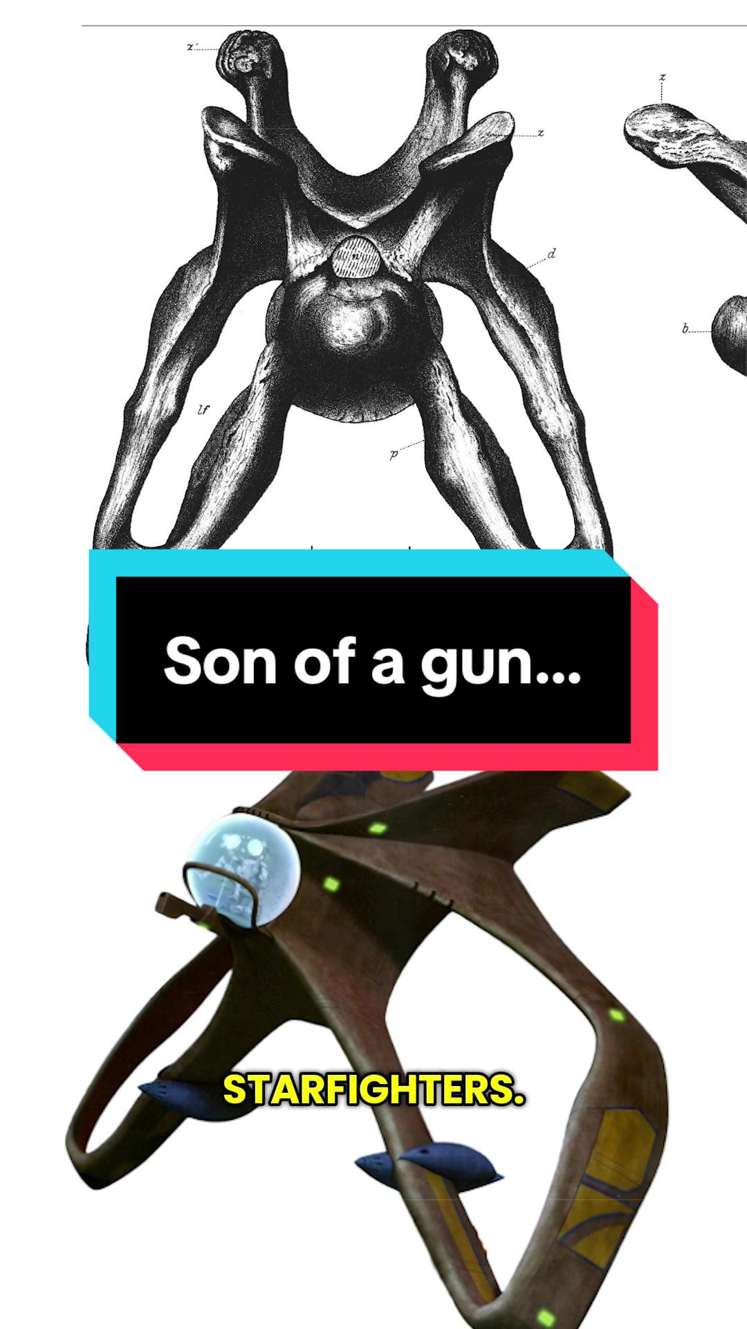 @Dino Guy