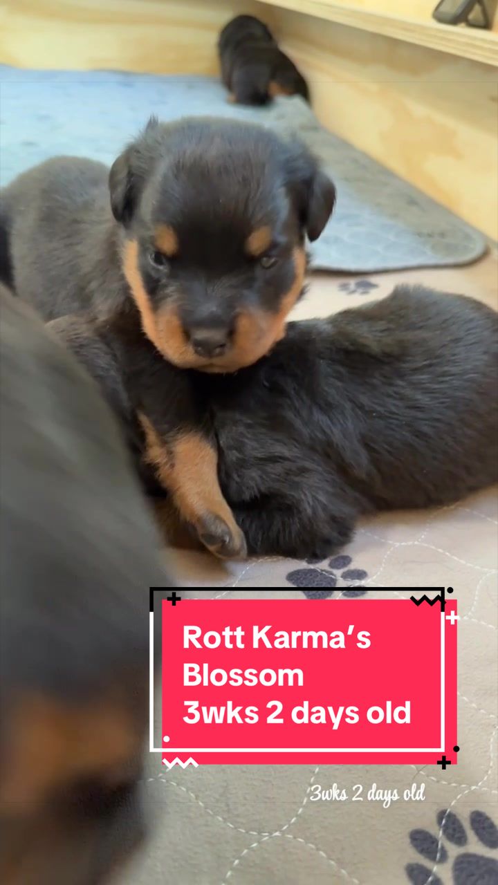 @Rott Karma Kennels LLC