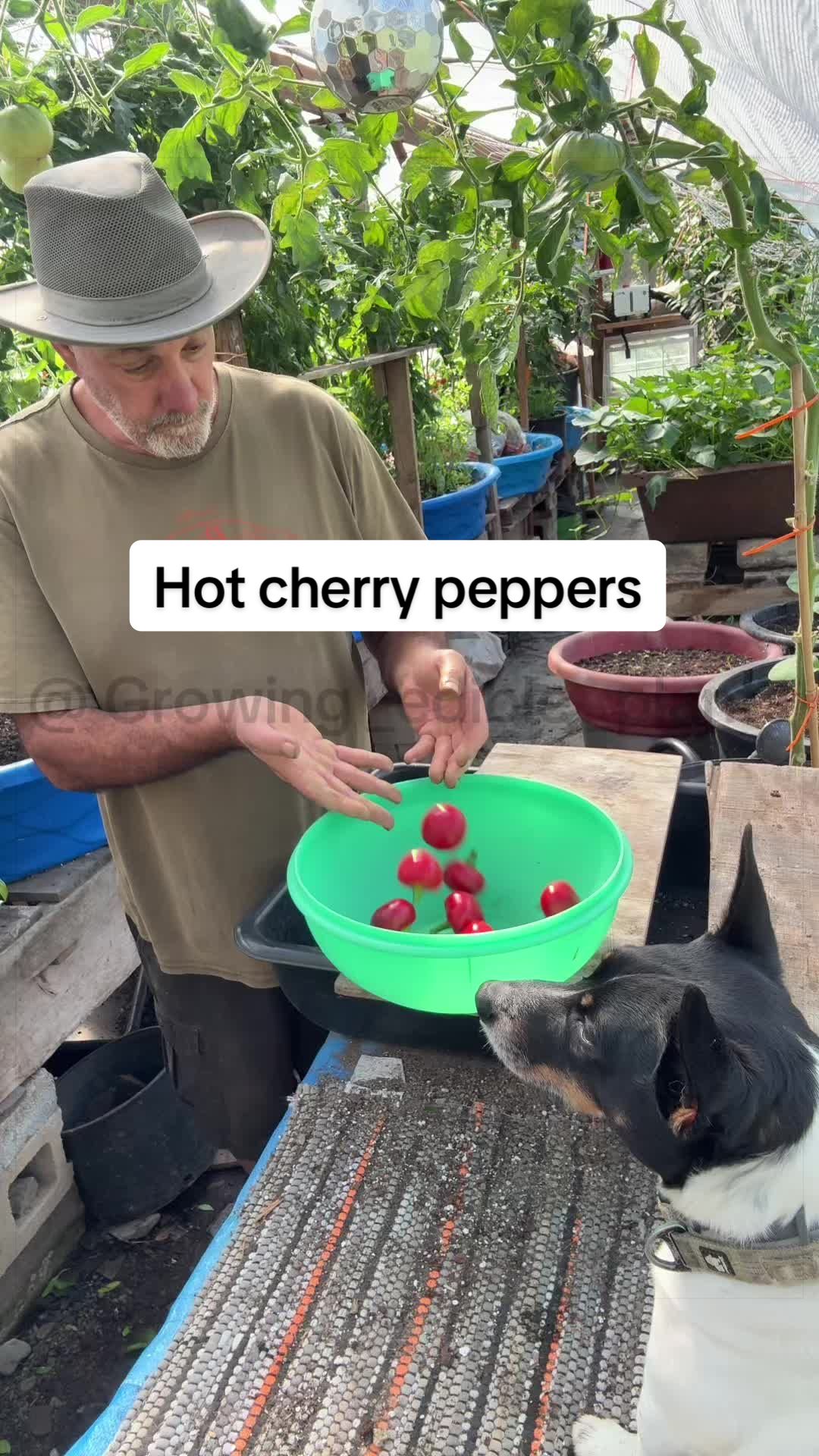 @GROWING_EDIBLE_PLANTS