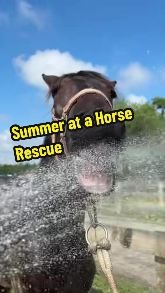 @Days End Farm Horse Rescue