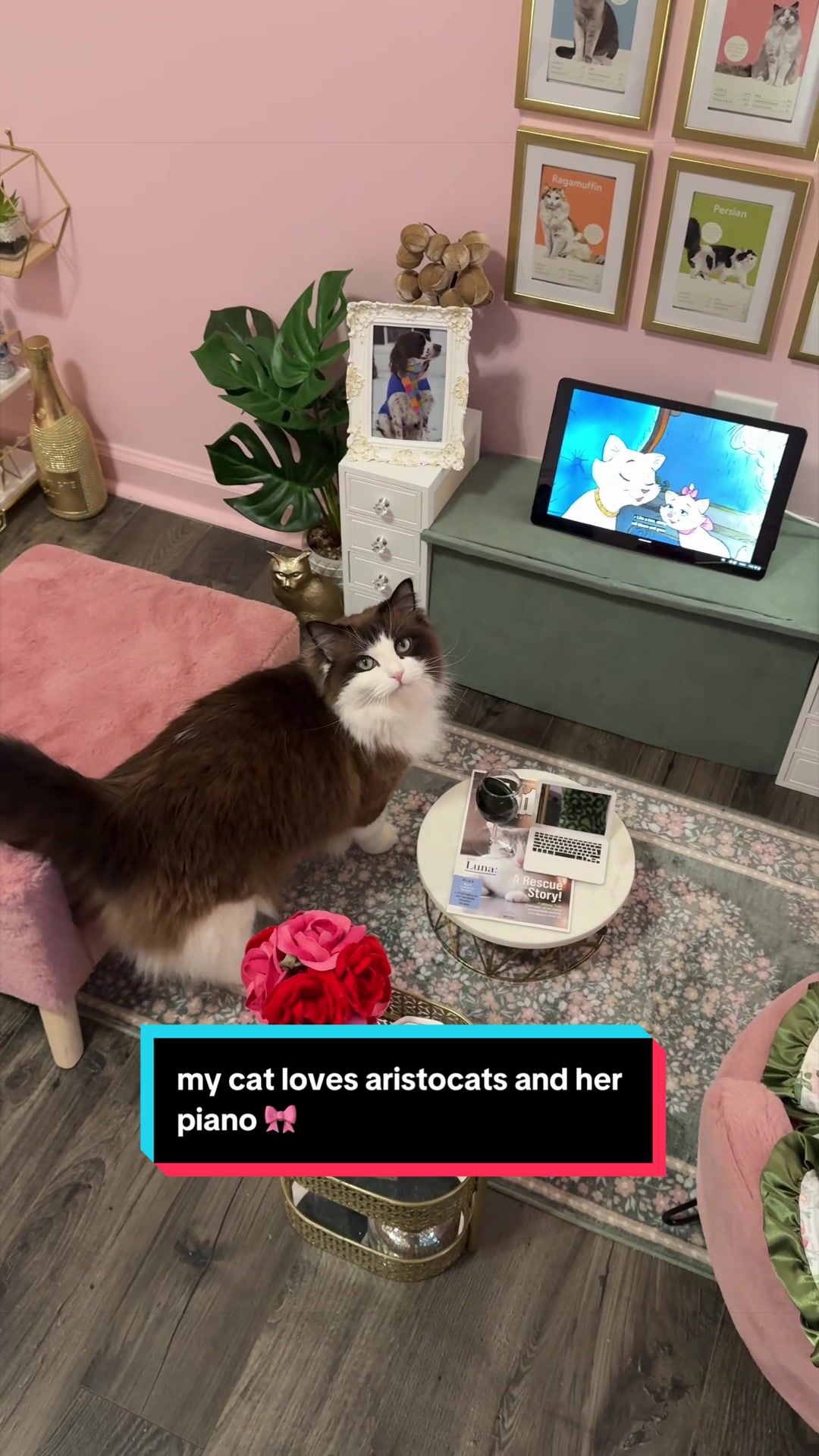 @Meredith Ragdoll Cat