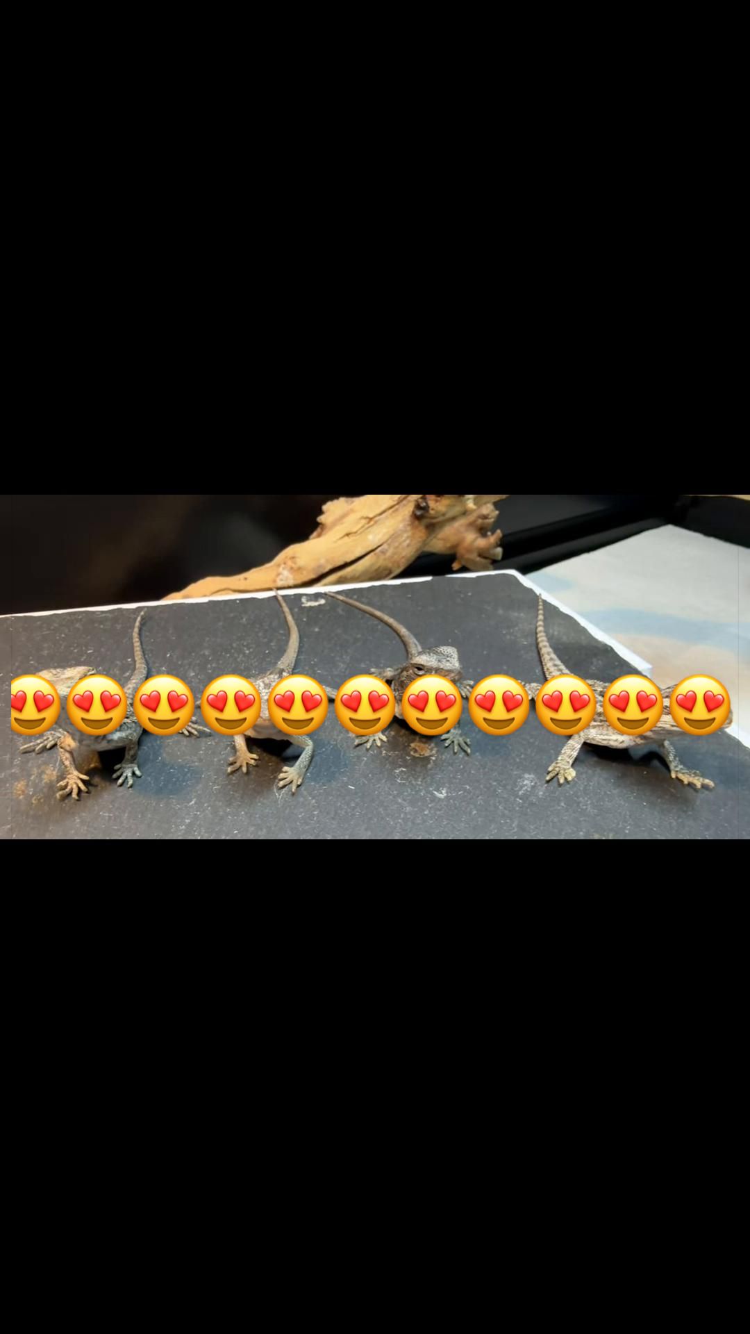 @indominusreps