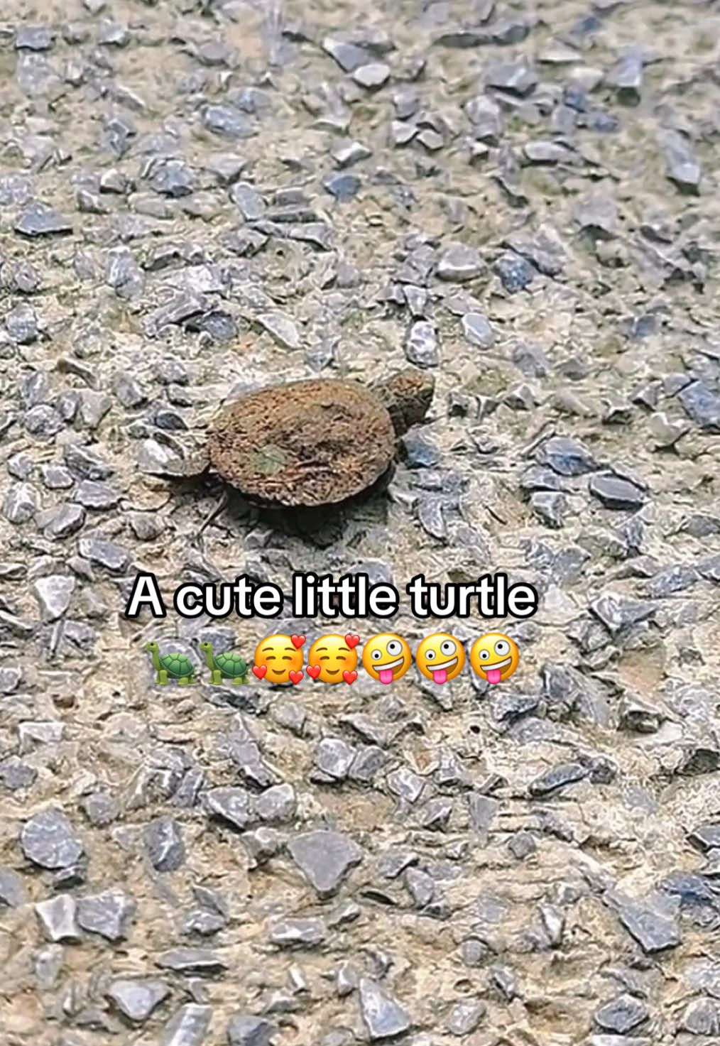 @Mr. Turtle
