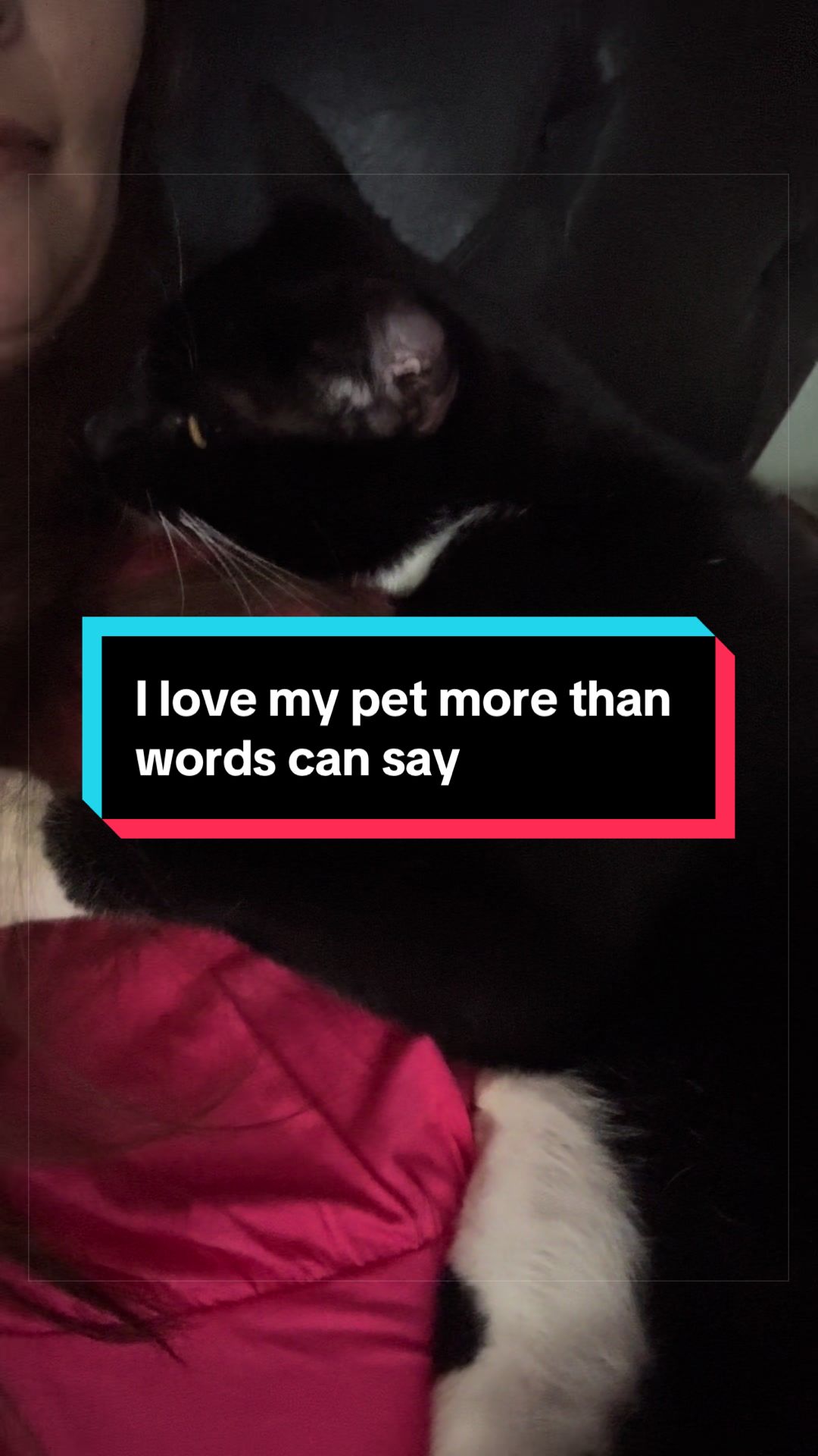 @catlover313official