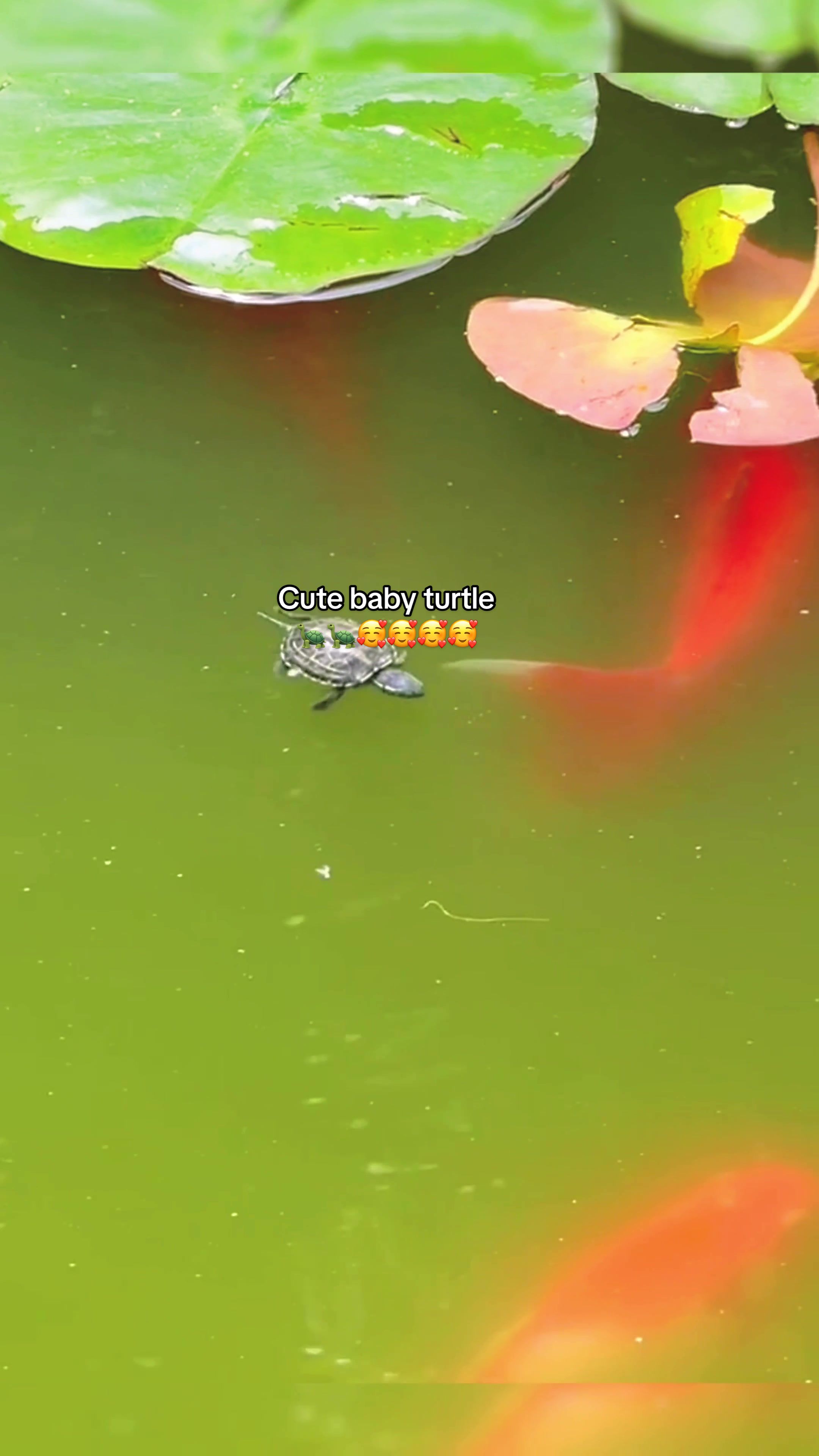 @Mr. Turtle