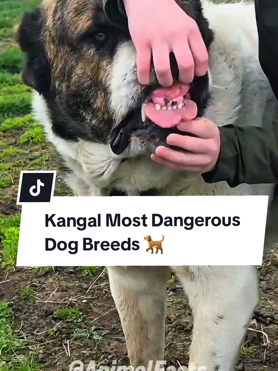 @animolfacts