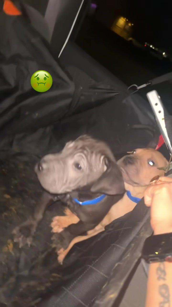 @Bean Bag Boys 🐾🦴