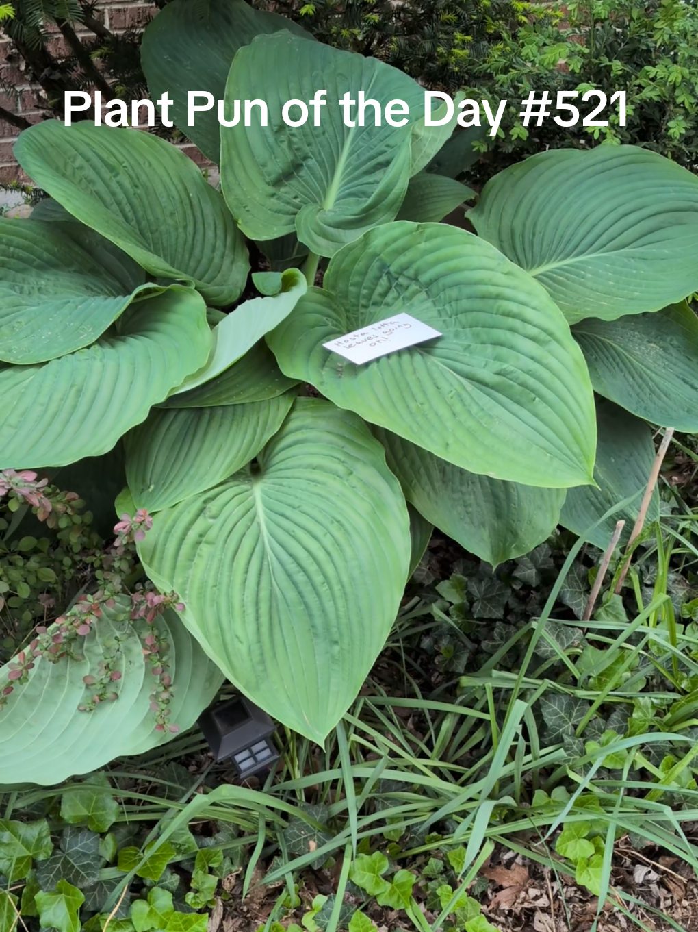 @The Plantiful Gardener