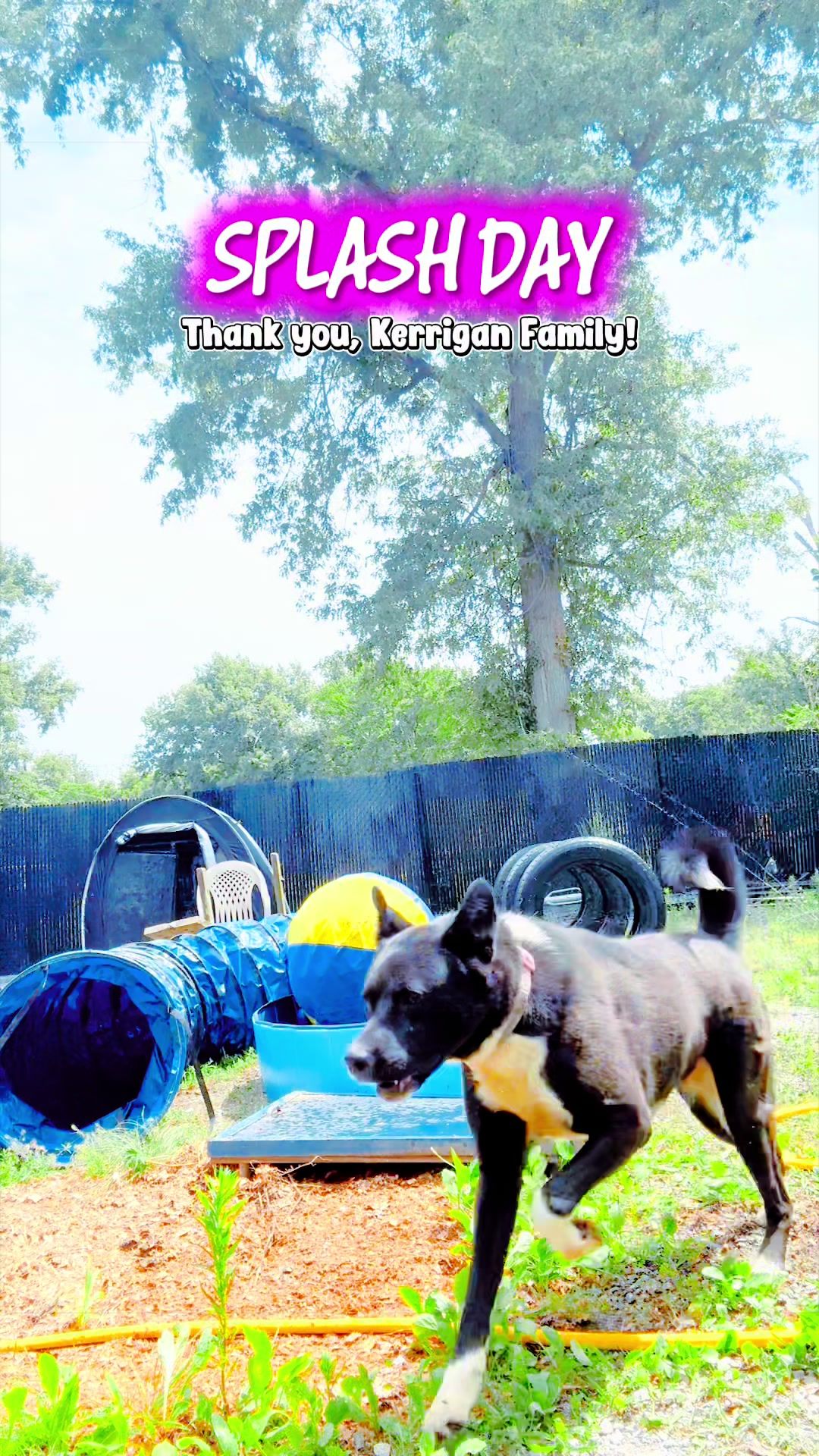 @shininglightanimalrescue