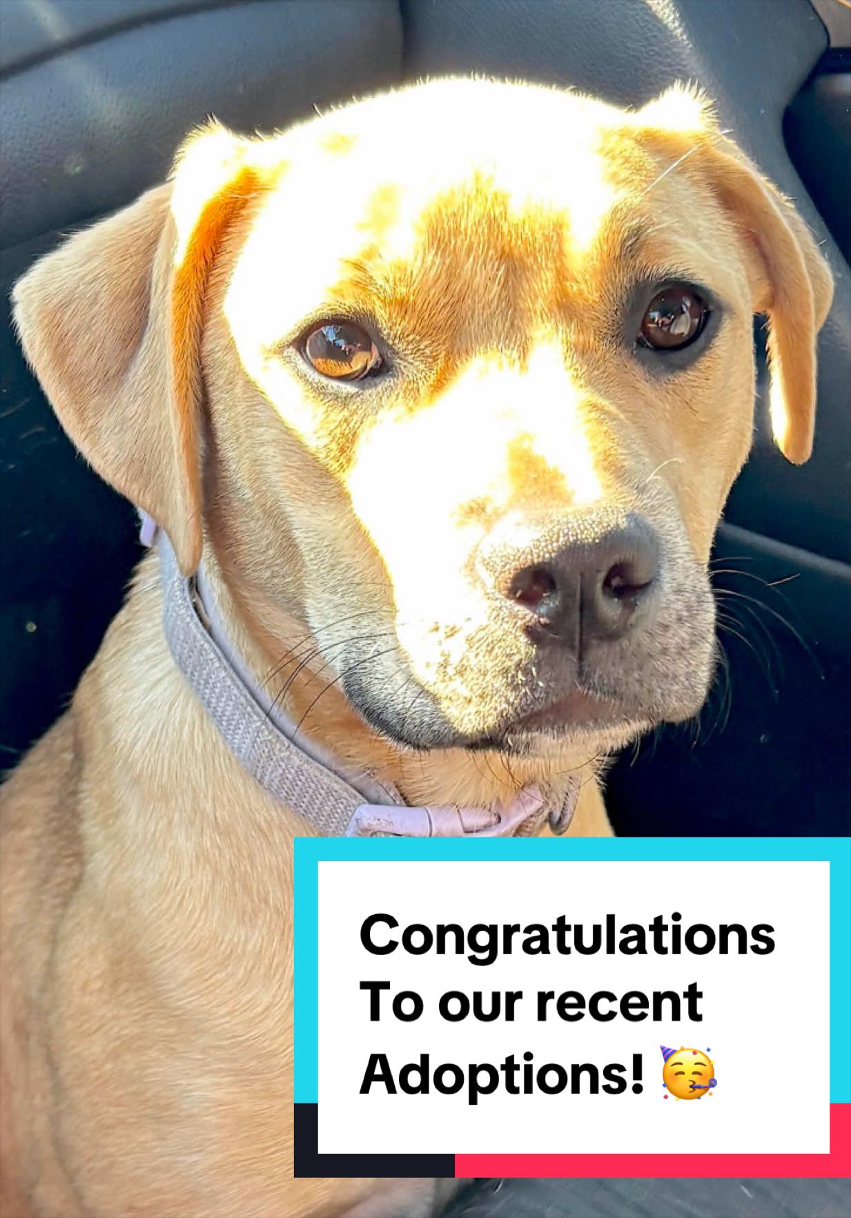 @Joyful Pets