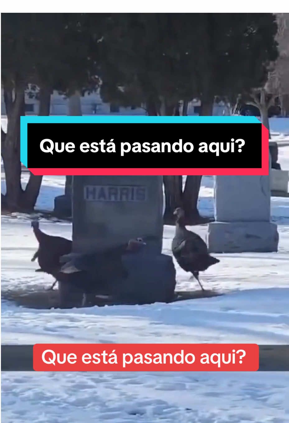 @historiasdelterrorymiedo