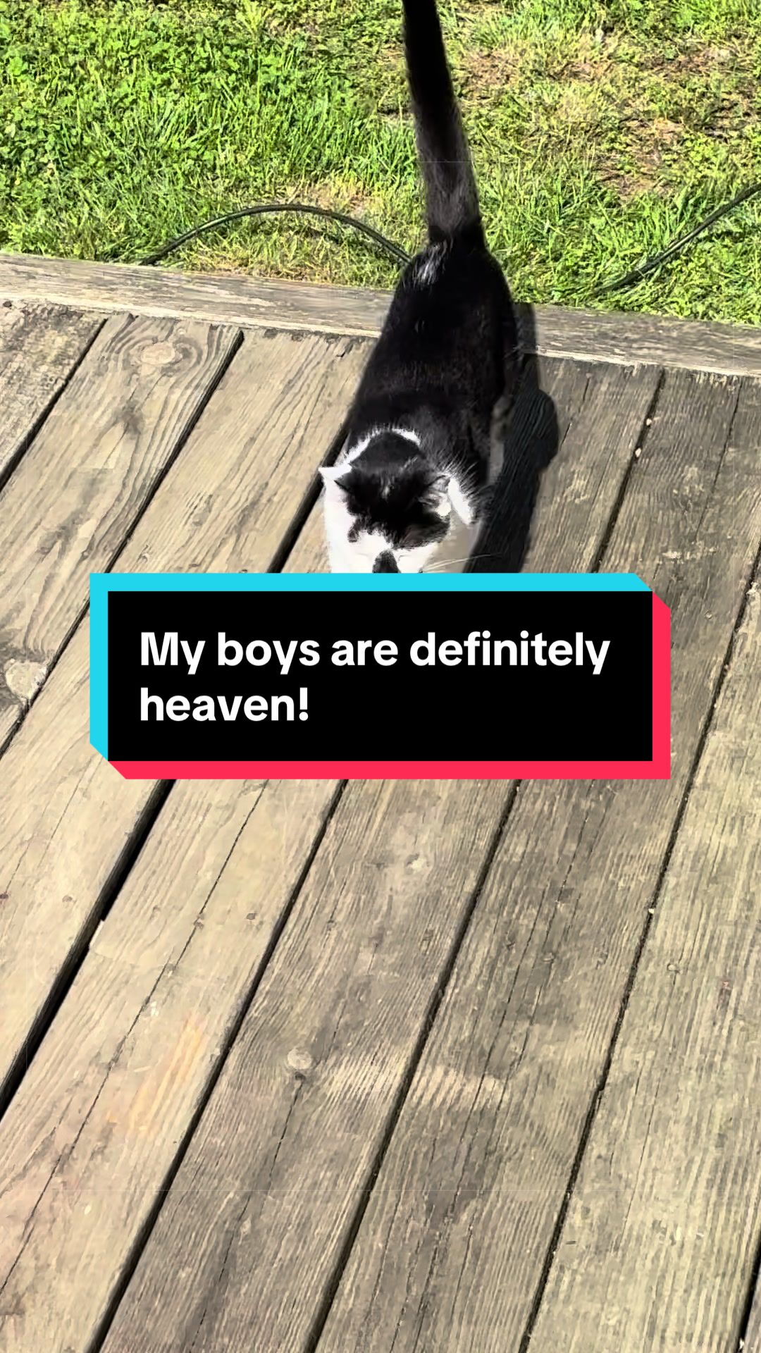 @catlover313official