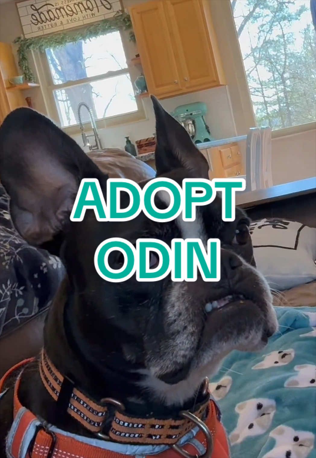 @Adopt a Pet