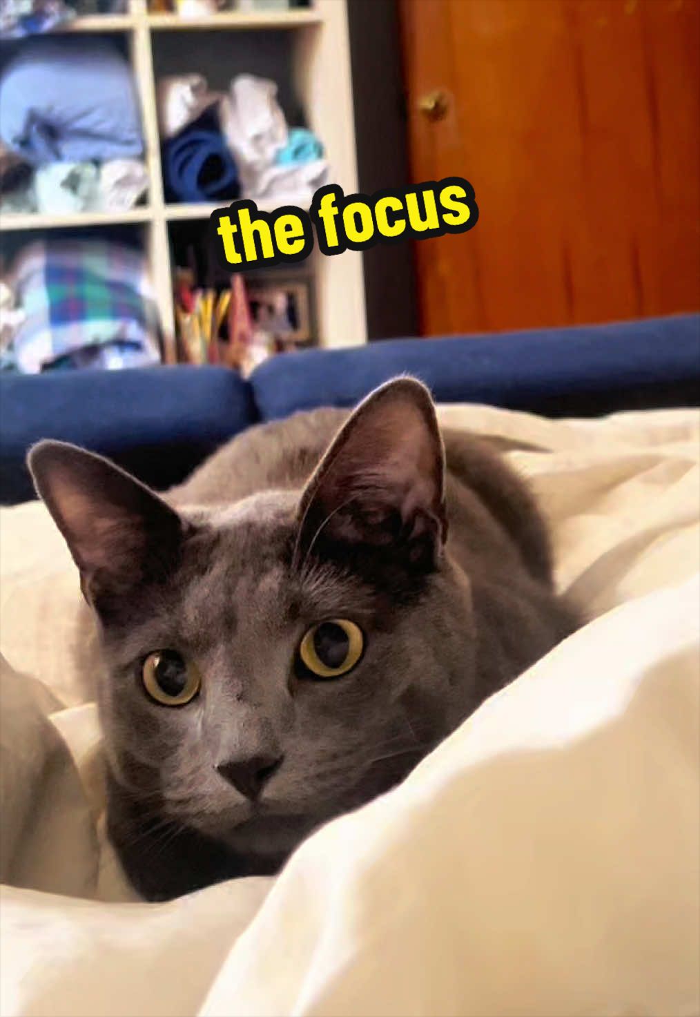 @NermalTCat